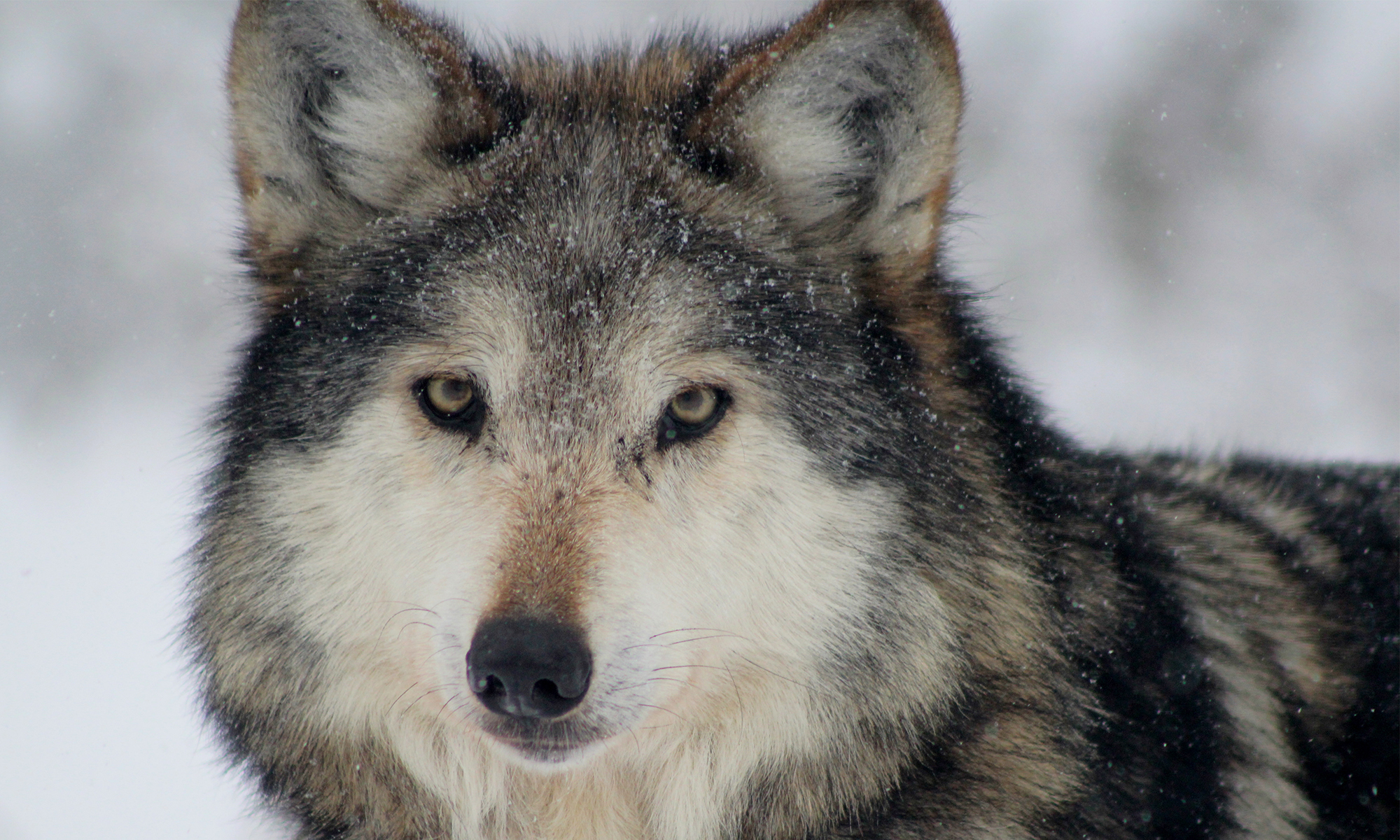 Mexican Gray Wolf Close-up