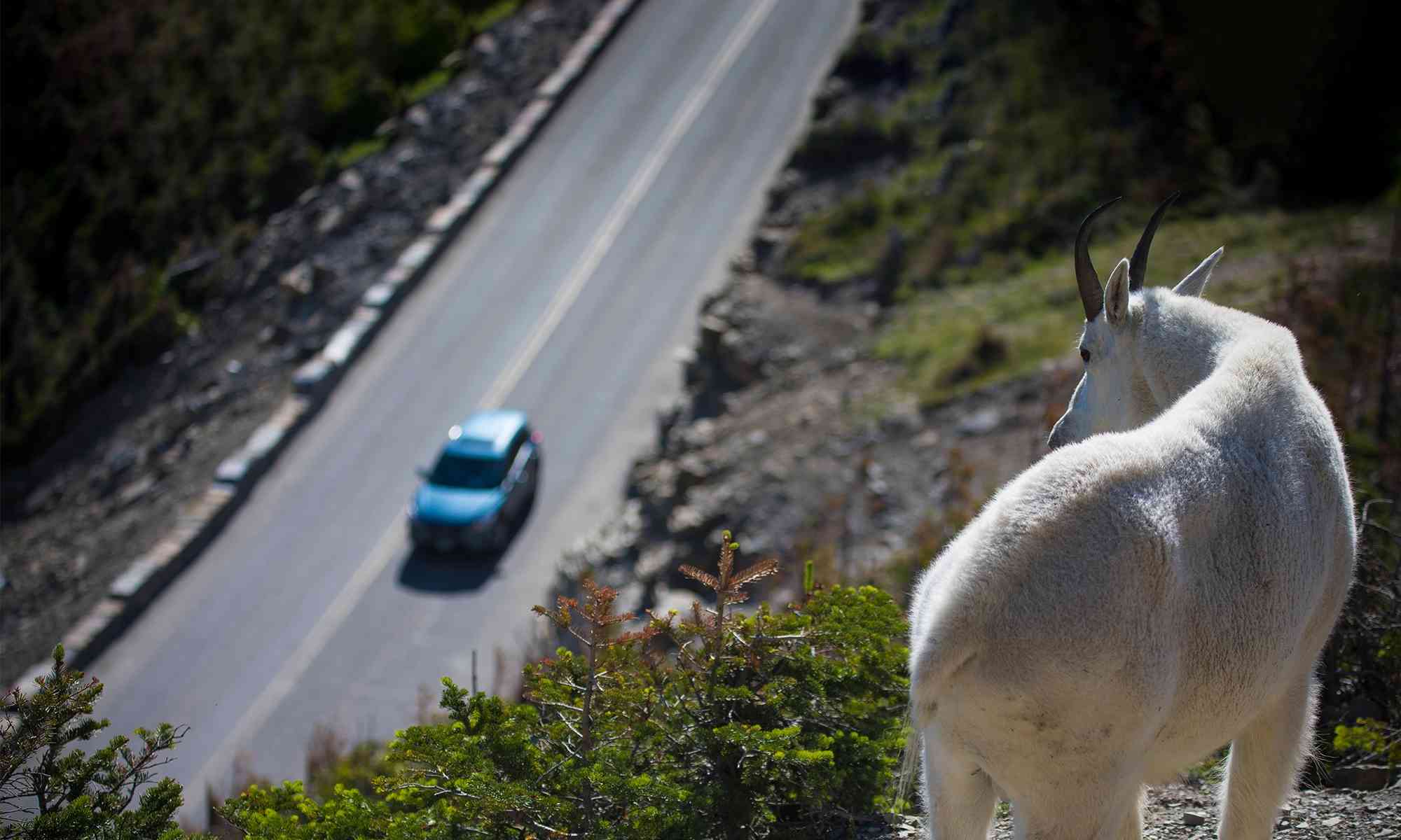 Mountain goat overlooking roadway