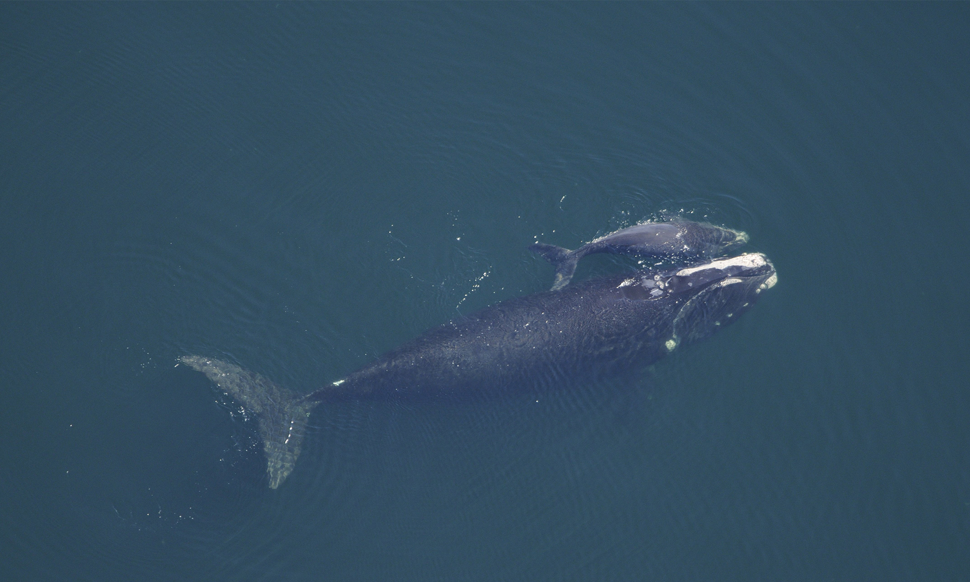 North Atlantic Right Whale and Calf