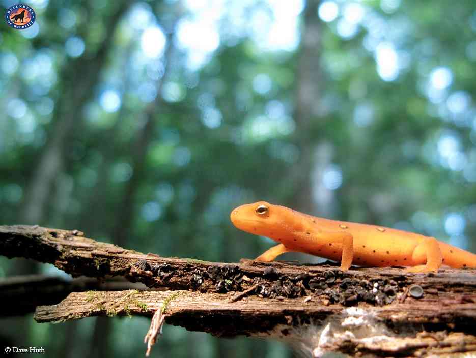 Red eft in new york