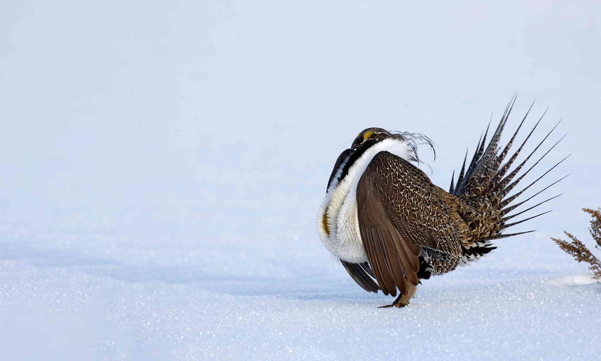 Greater Sage-Grouse in snow