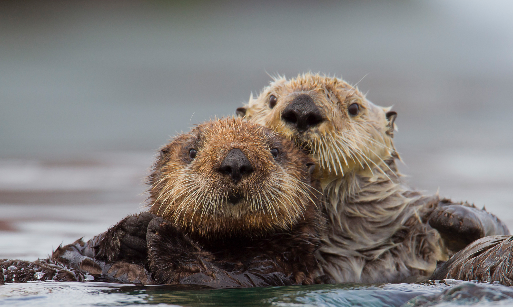 Sea Otters Holding On