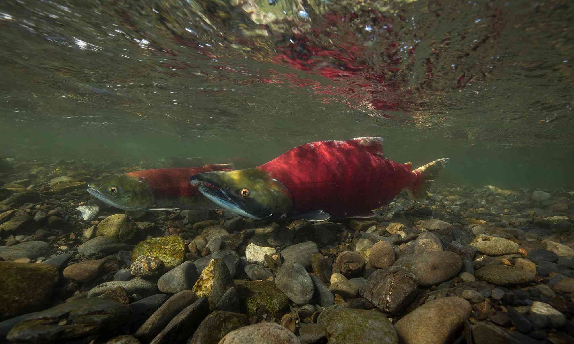 Sockeye Salmon in the Russian River