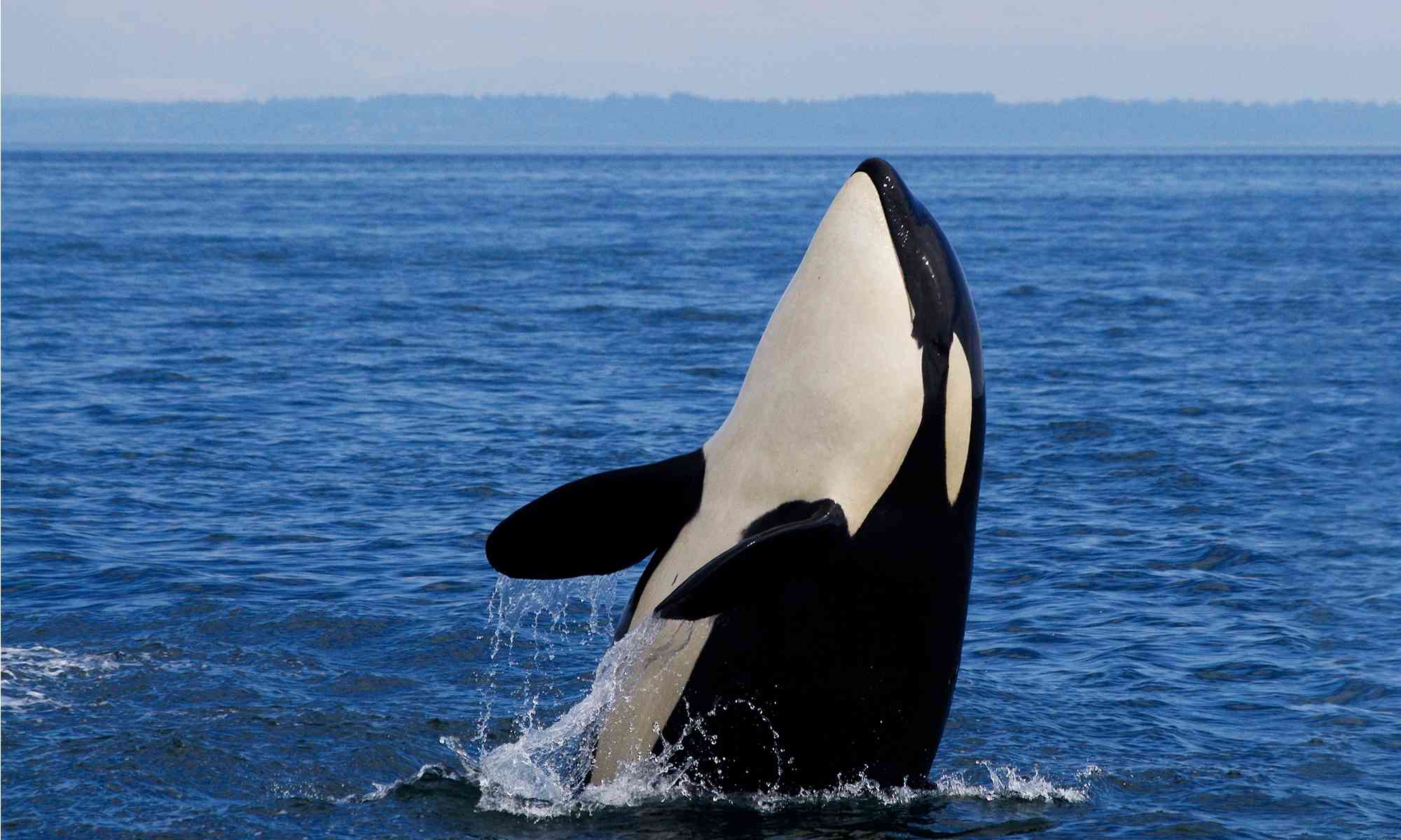 Southern Resident Orca Breaching