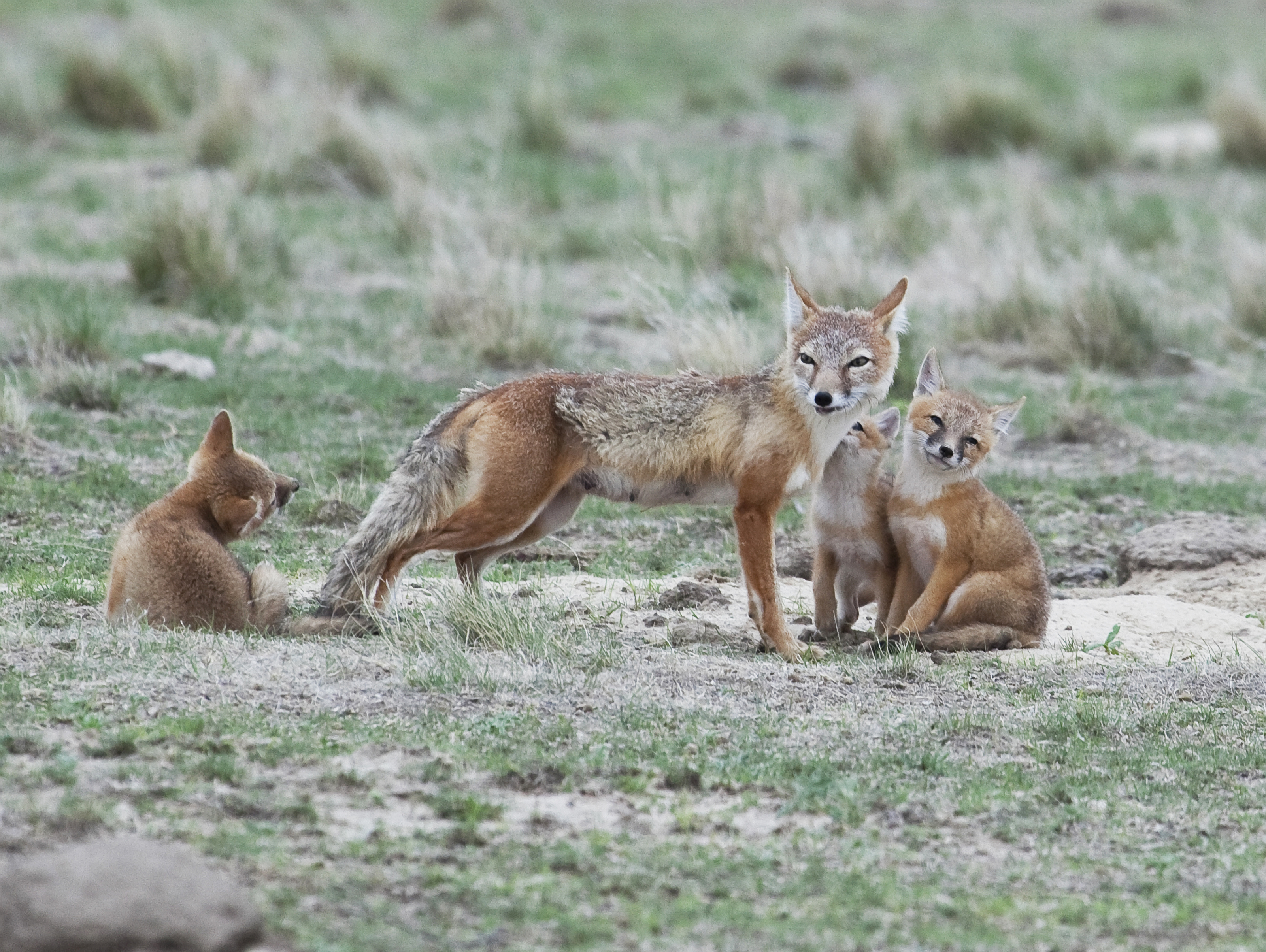 Swift foxes