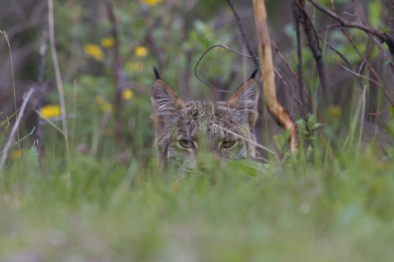 Canada lynx