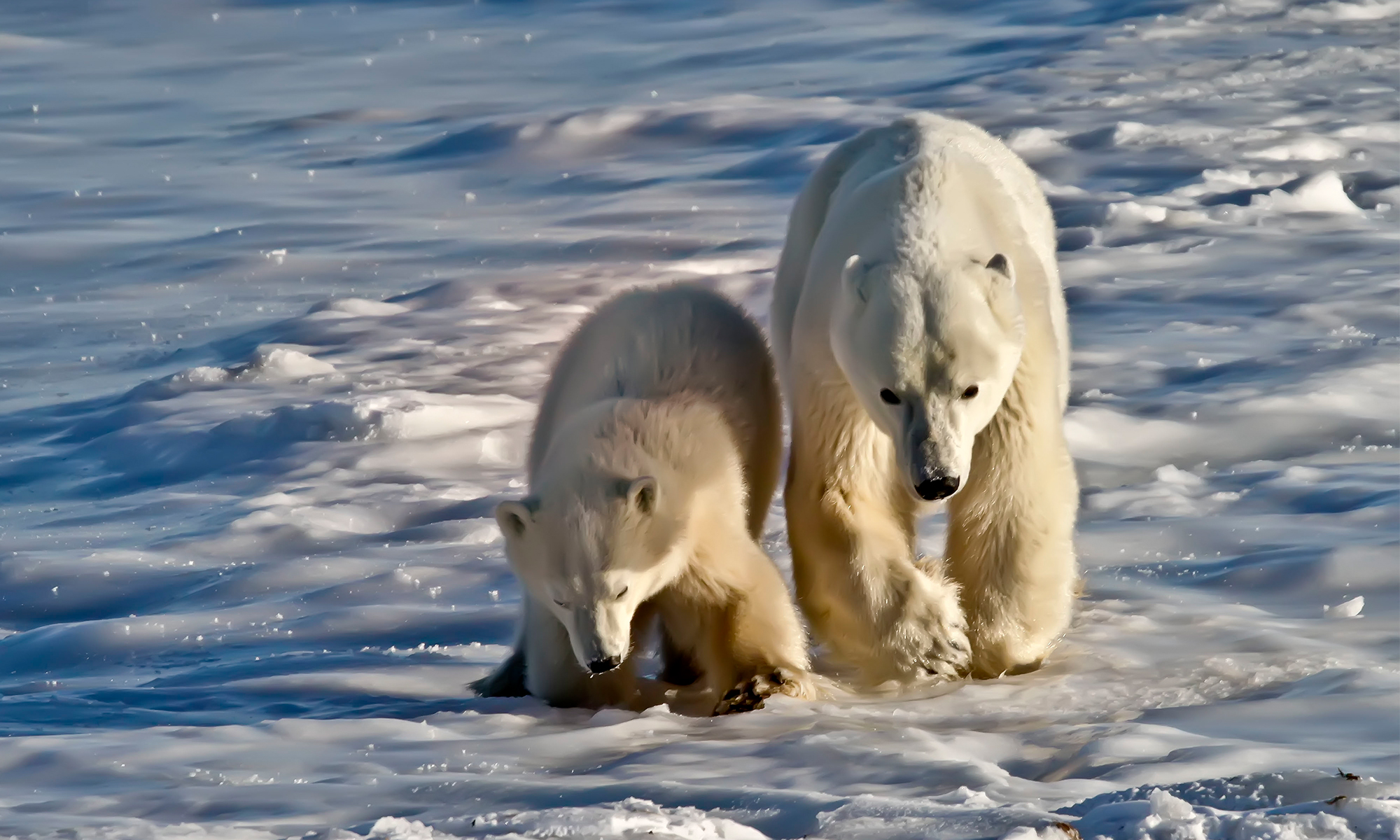 Polar bears