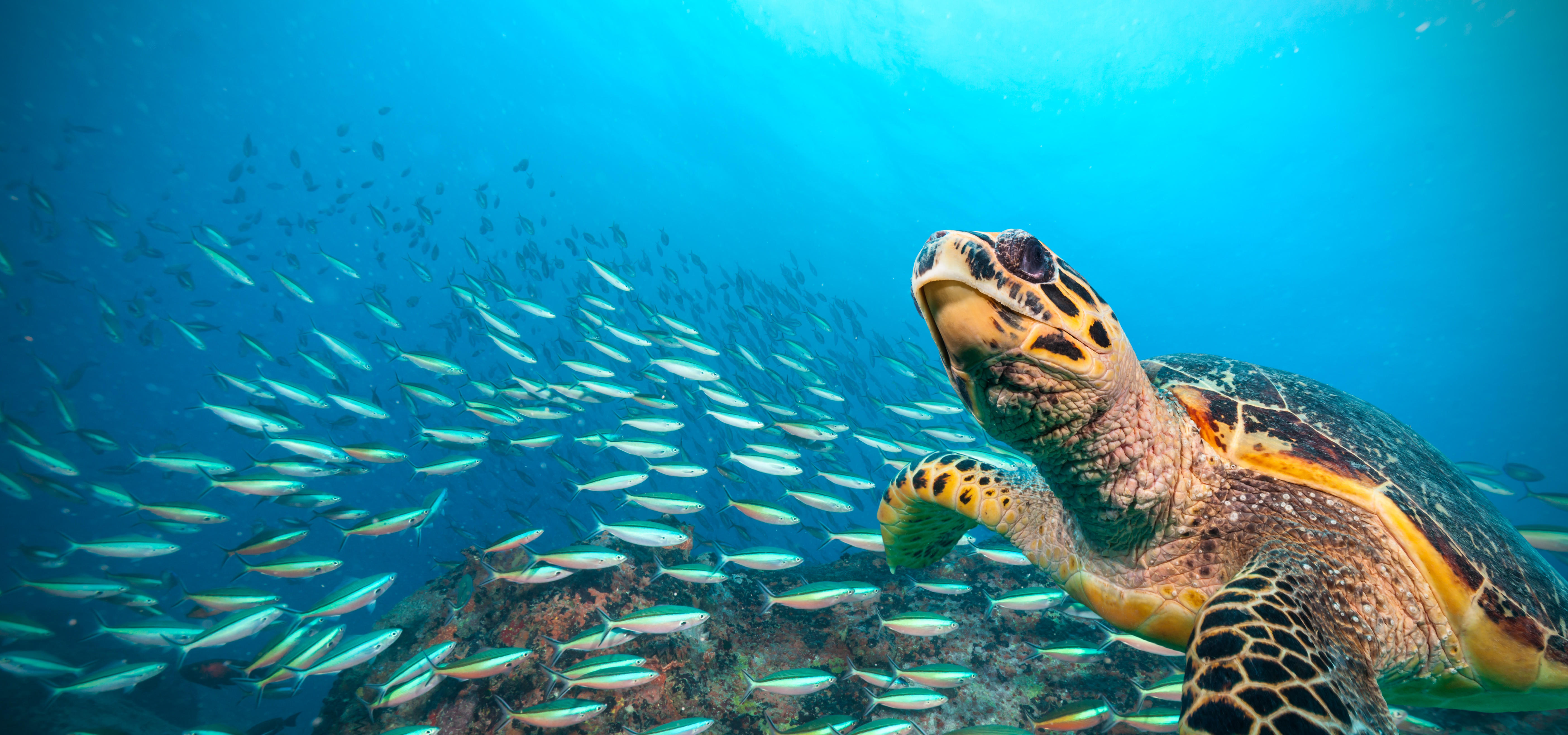 Hawksbill sea turtle