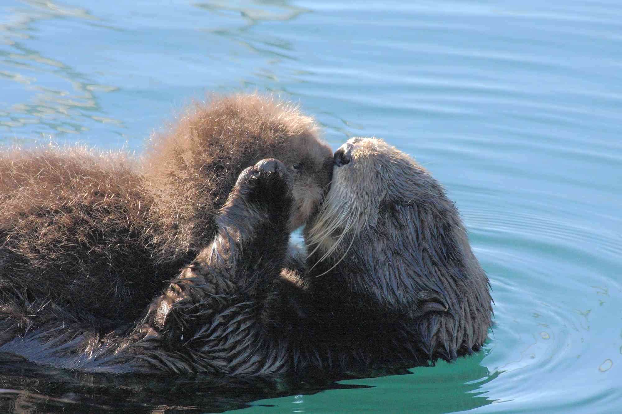 Sea otter mom and pup