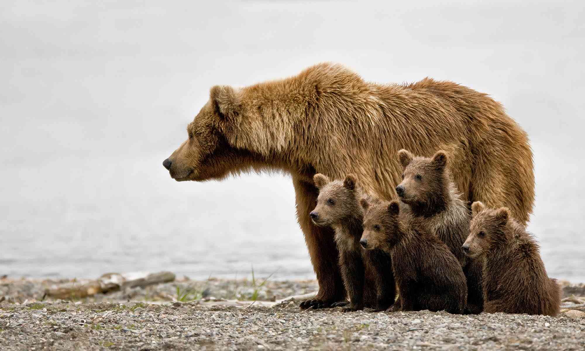 Grizzly Bears with Cubs, Jim Chagares