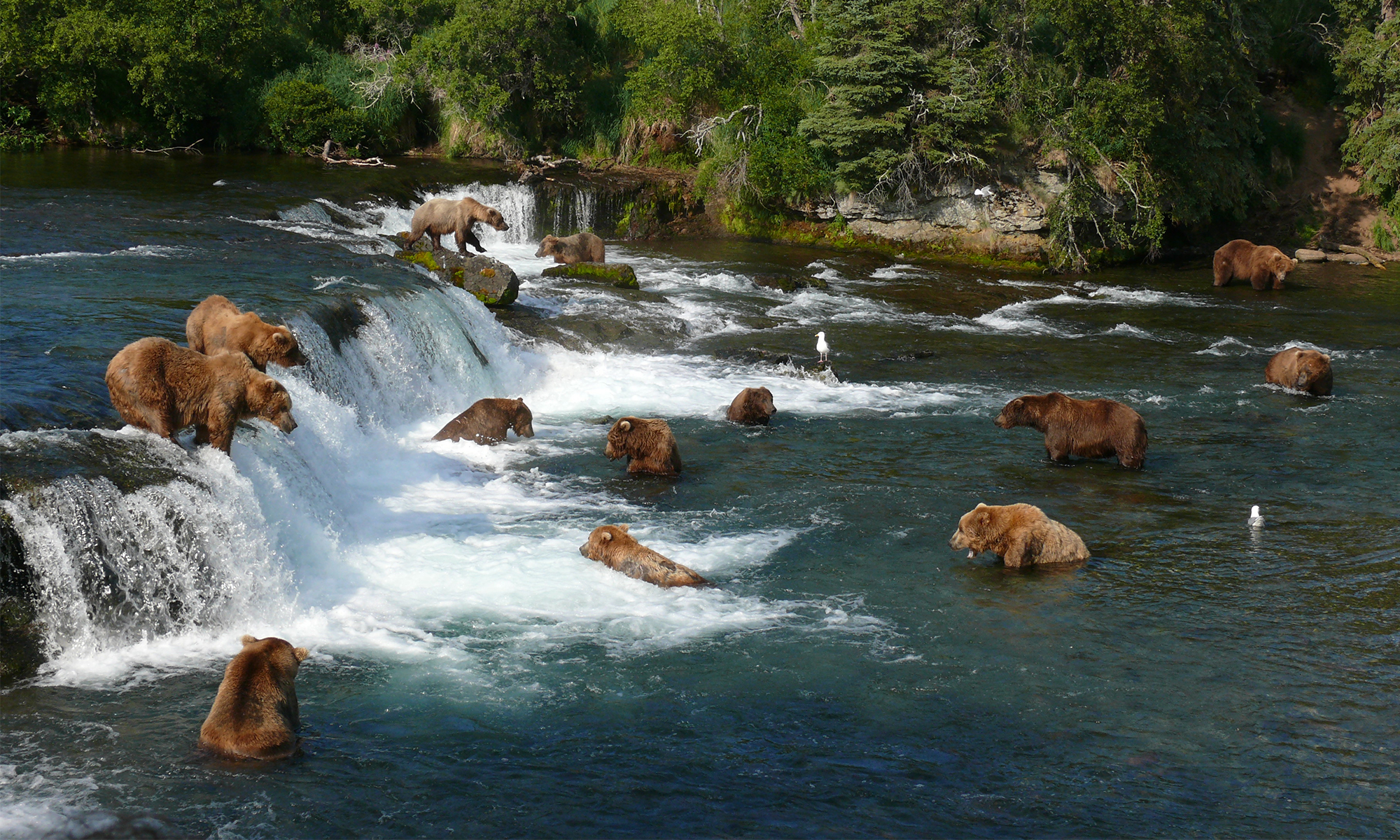 Grizzly bears fishing for salmon katmai national park in alaska 