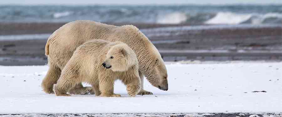 Polar Bear mom and cub