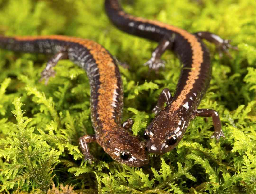Red Back and Shenandoah Salamander 
