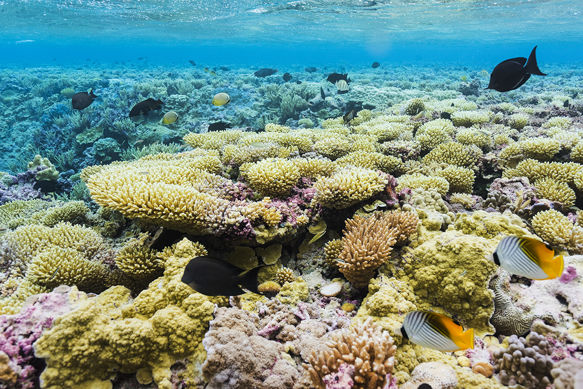 Coral reef, Palmyra Atoll 