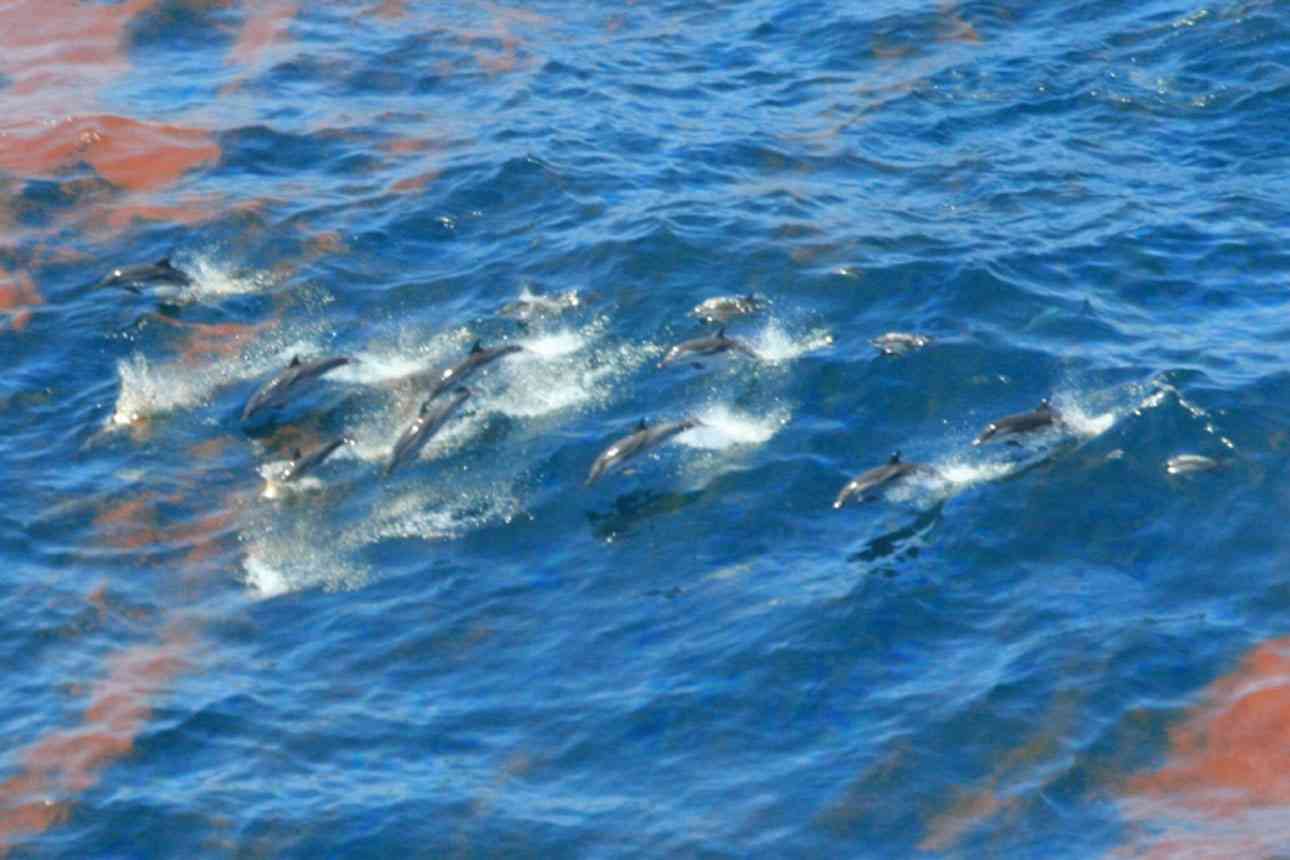Striped dolphins observed in emulsified oil on April 29