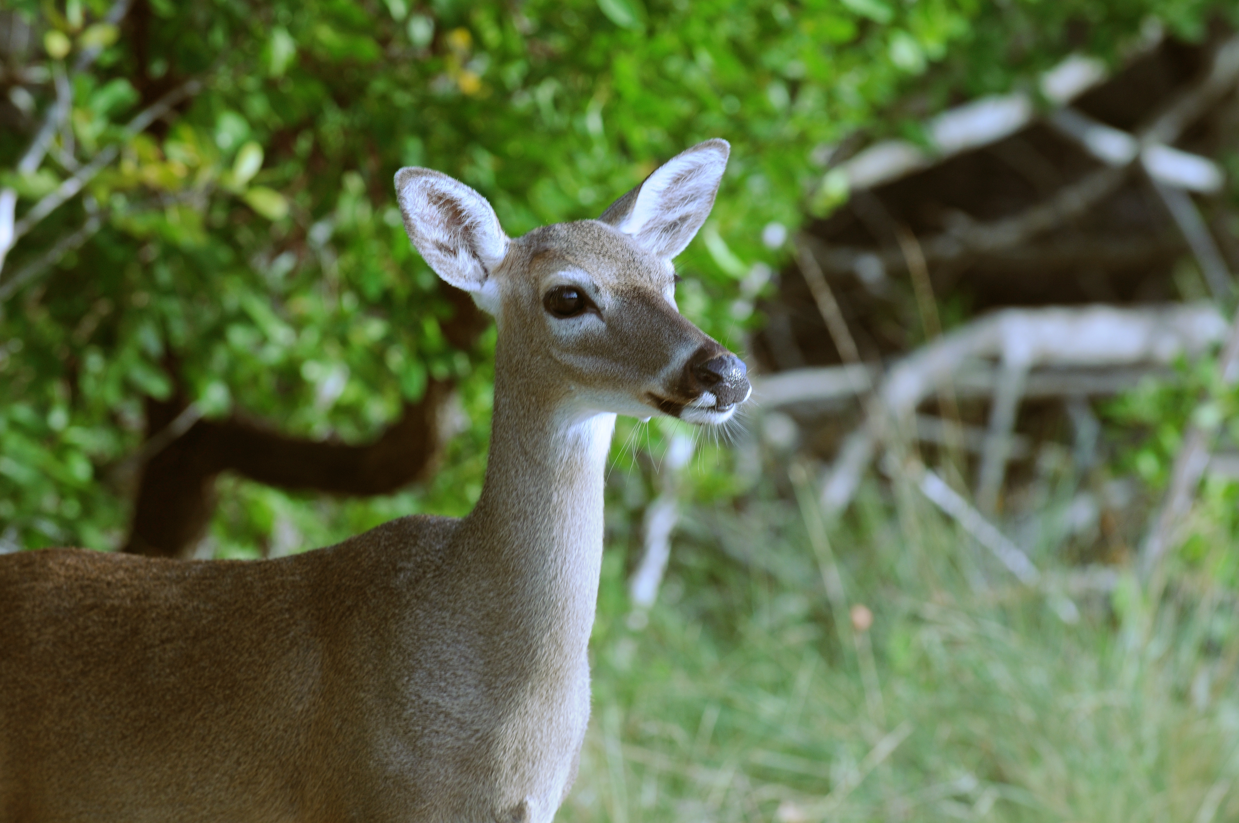 A Key deer at National Key Deer Wildlife Refuge on Big Pine Key in the Florida Keys