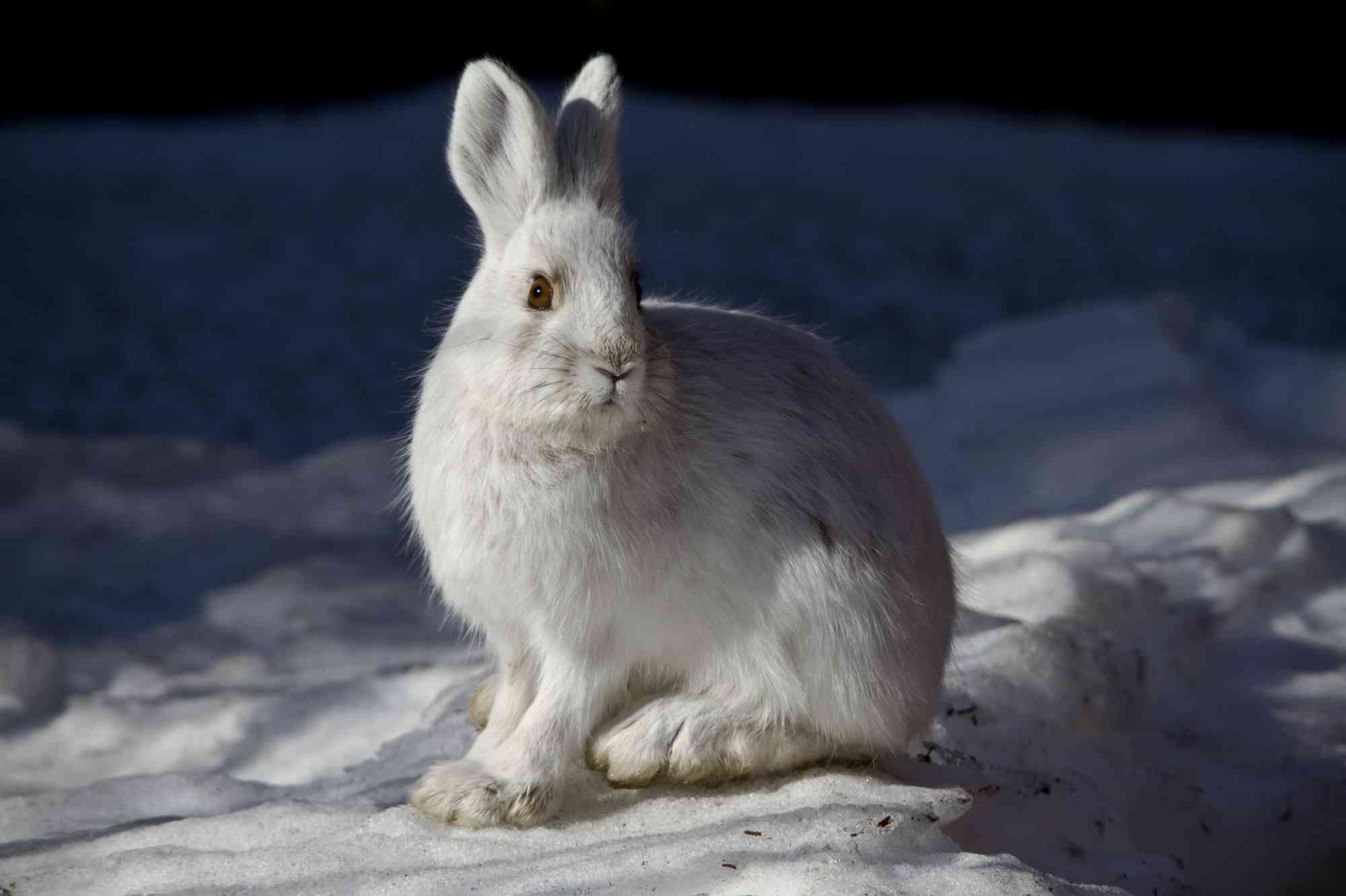 Snowshoe Hare Denali NP