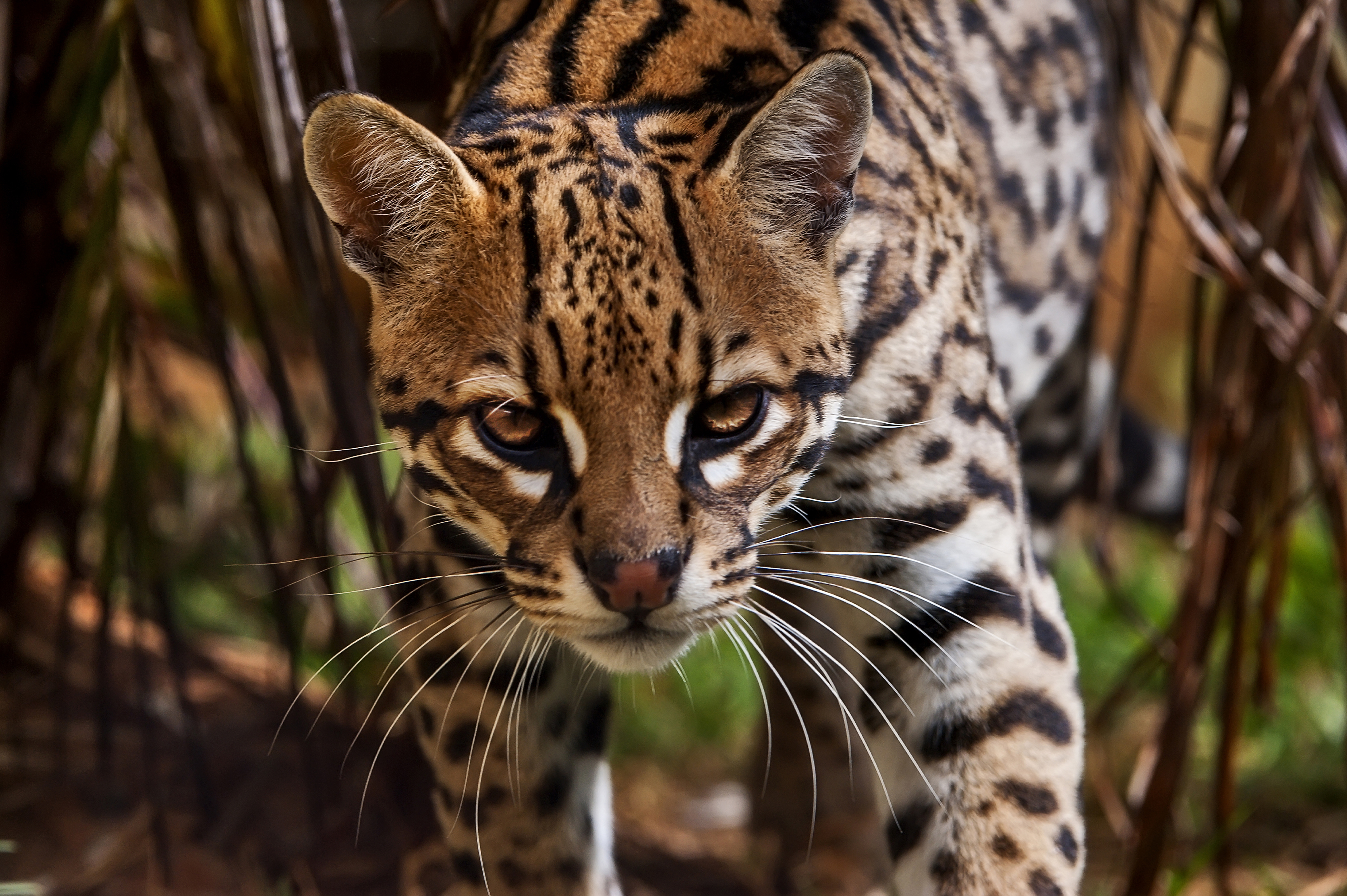 Ocelot