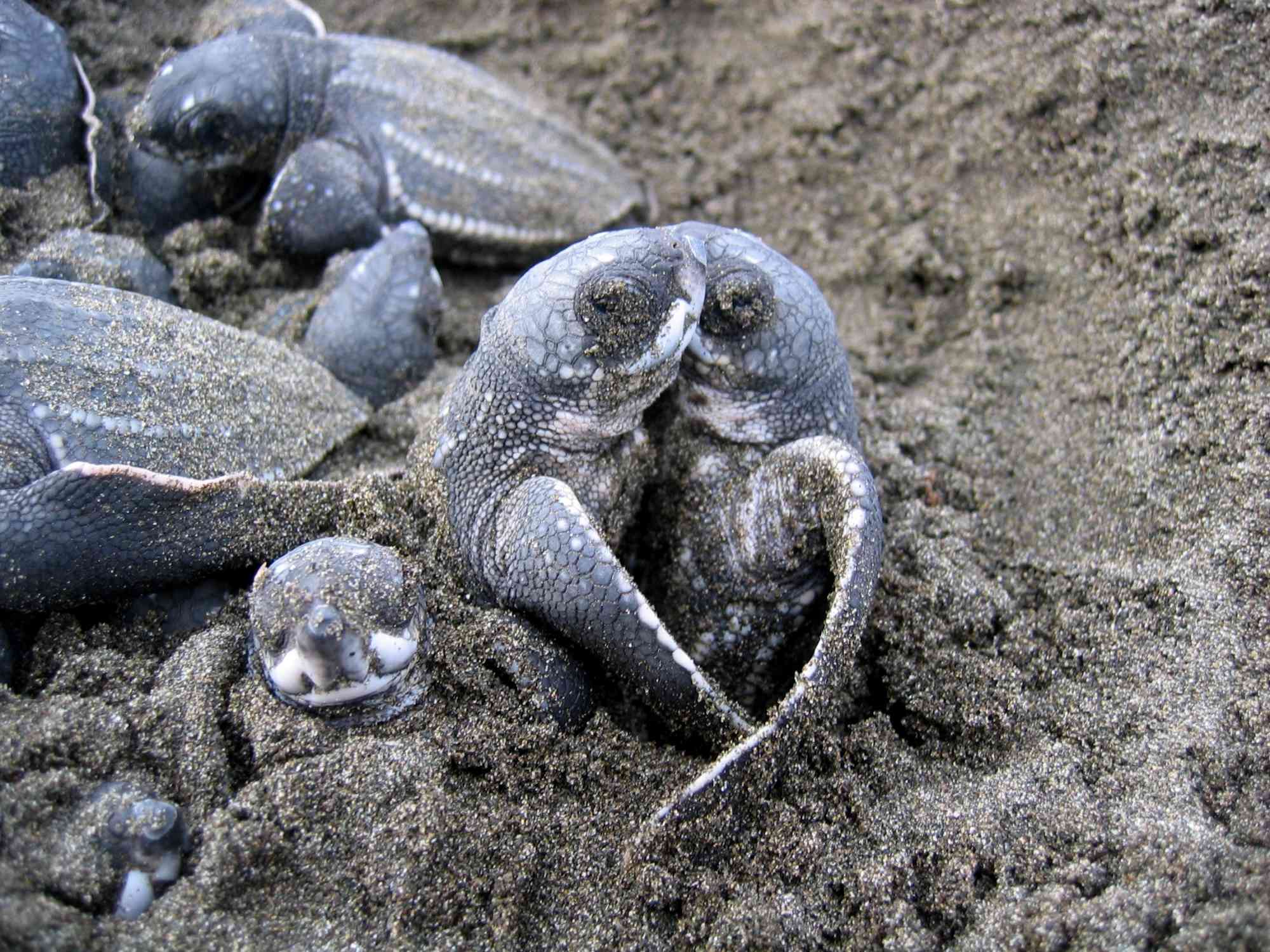 Leatherback sea turtle (Dermochelys coriacea) hatchlings emerging Limon, Costa Rica