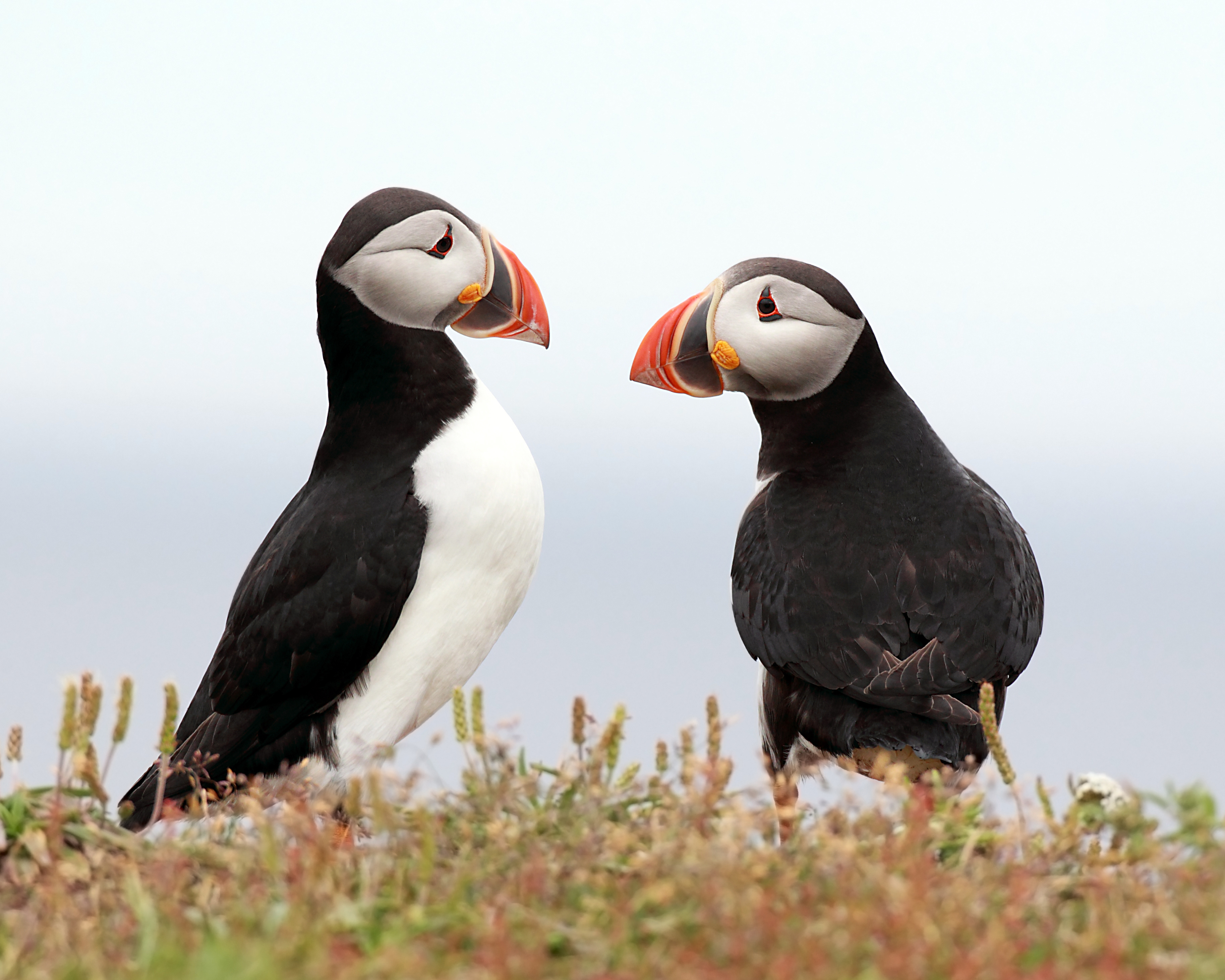 A bellwether of climate change, puffins are struggling to survive