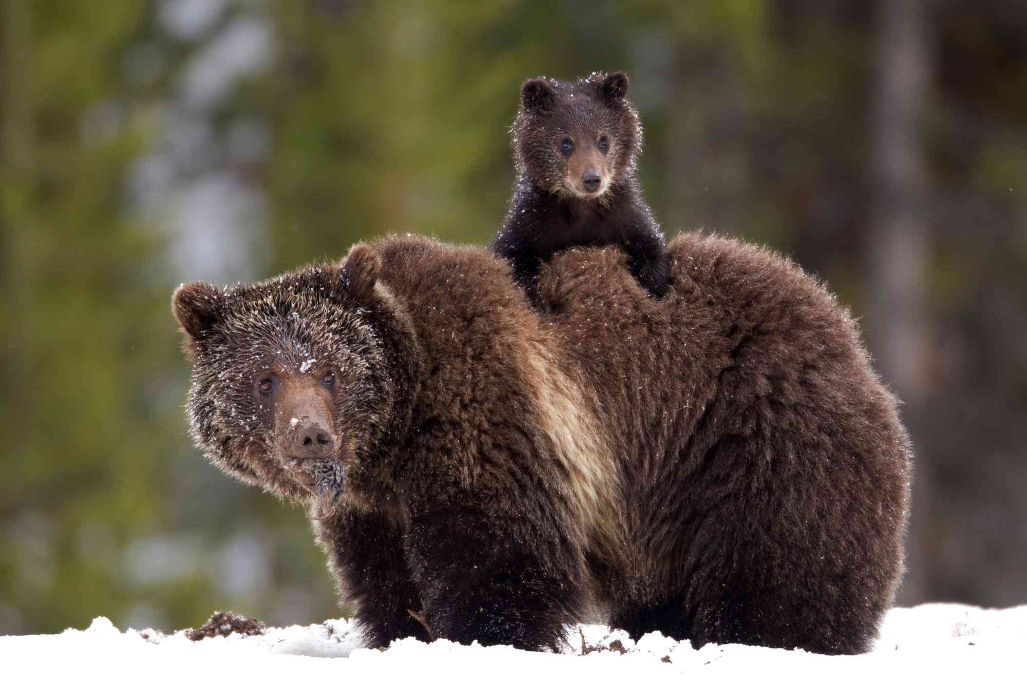 Grizzly Bears, James Yule