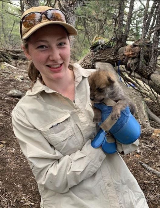 Mgw intern with a wolf pup