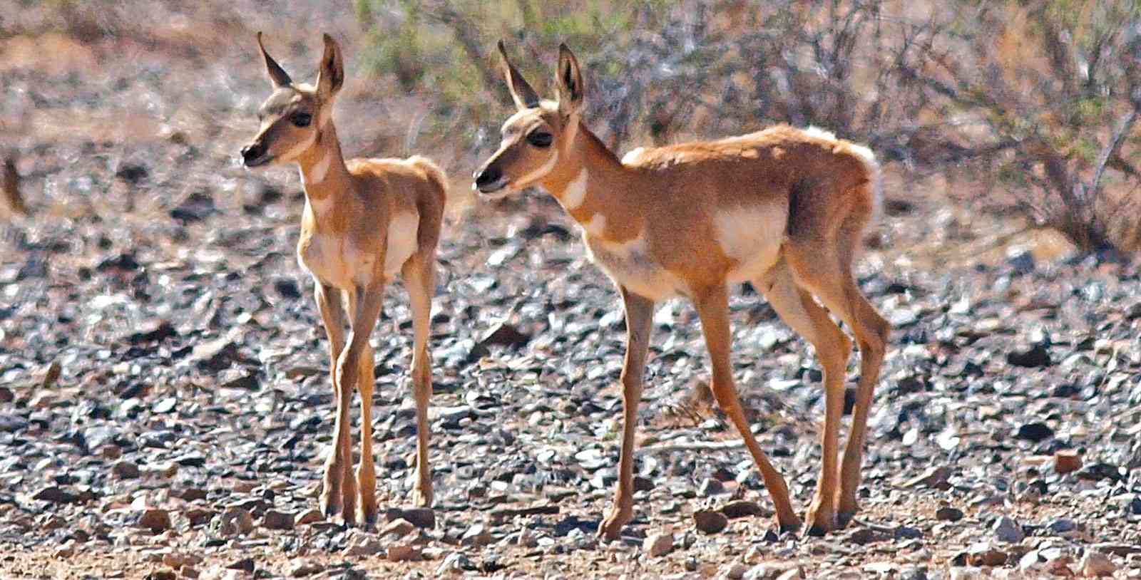 Sonoran pronghorn fawns