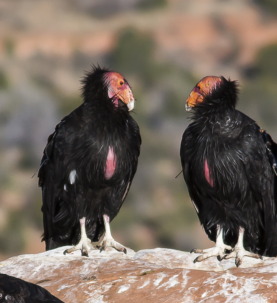 California condors in Vermilion Cliffs National Monument