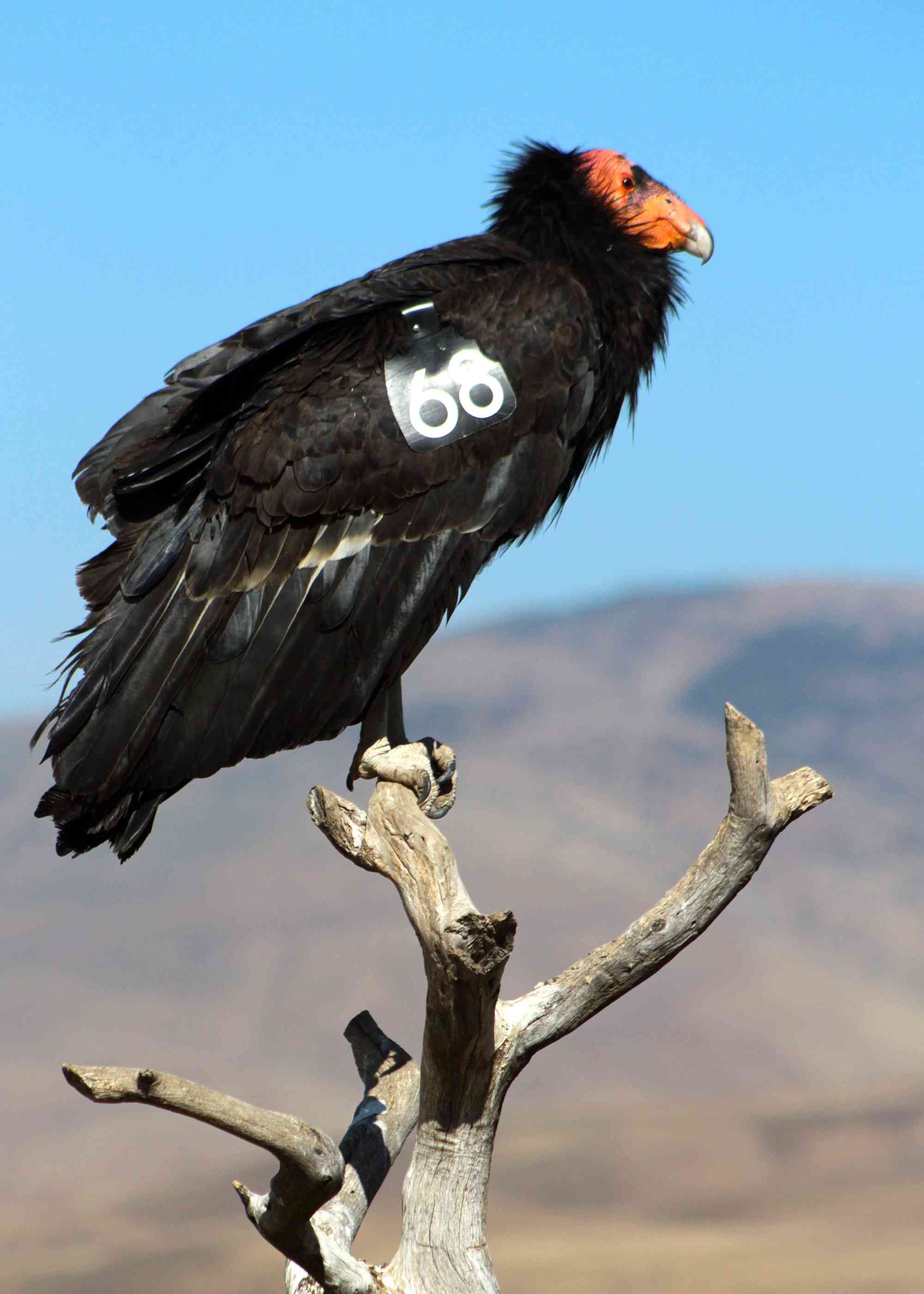 California condor #568 perched atop a tree branch at Bitter Creek National Wildlife Refuge