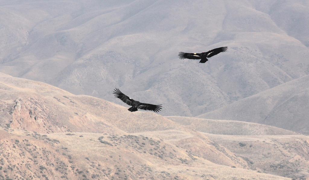 California condor pair Bitter Creek NWR