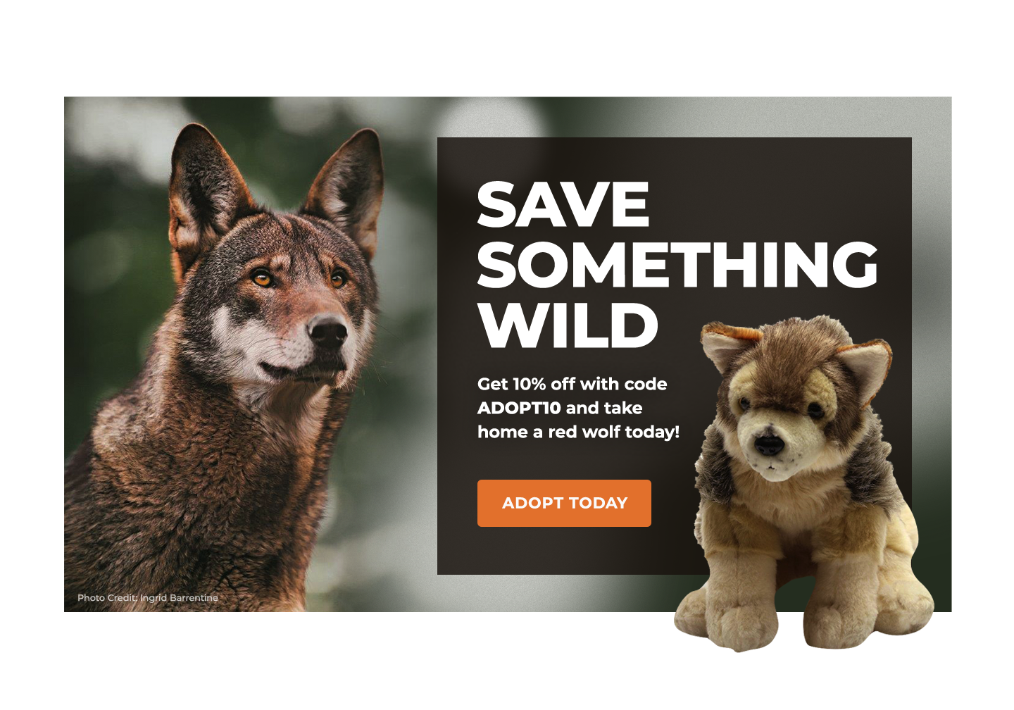 Red Wolf Defenders of Wildlife