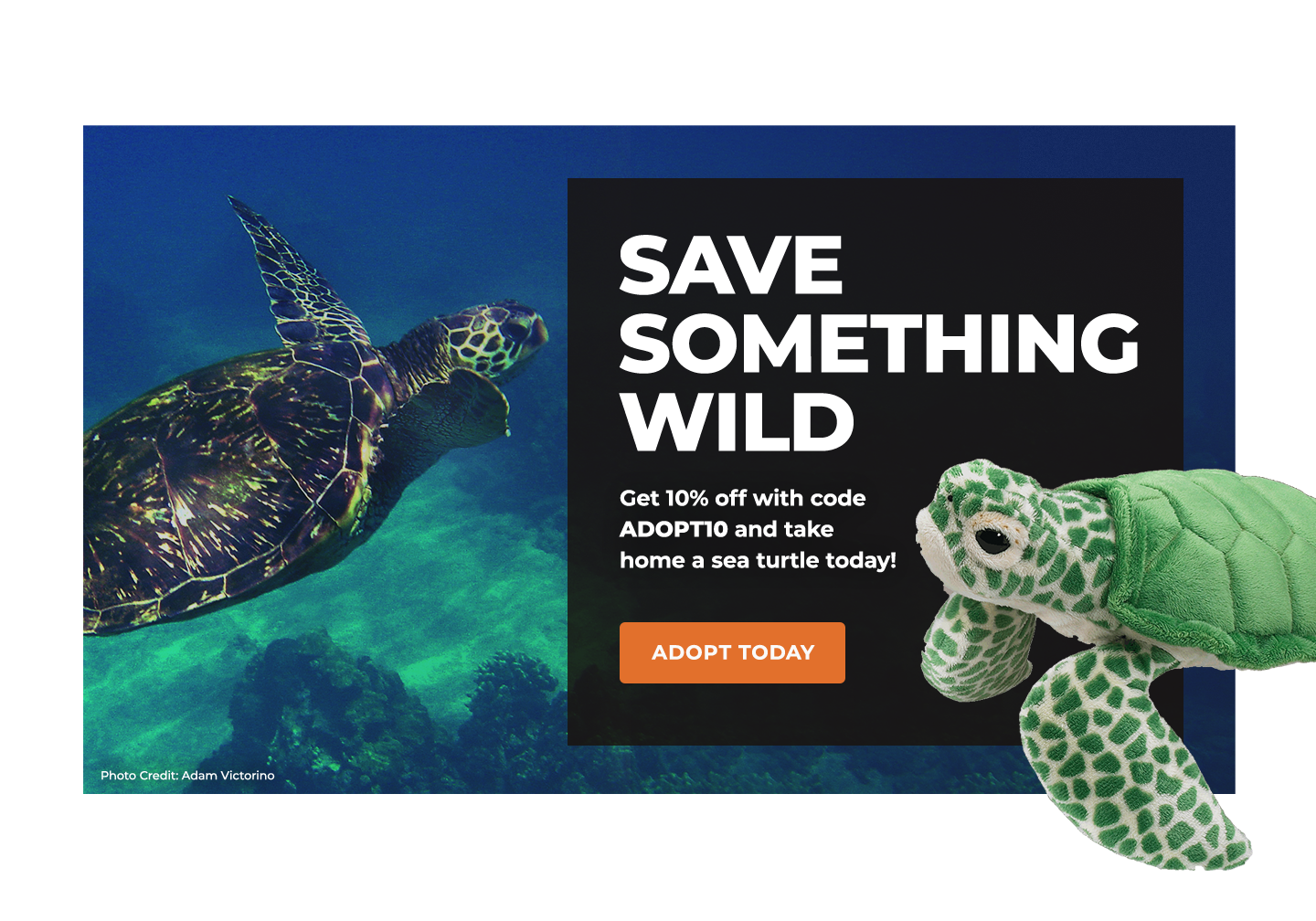 Adopt a Sea Turtle