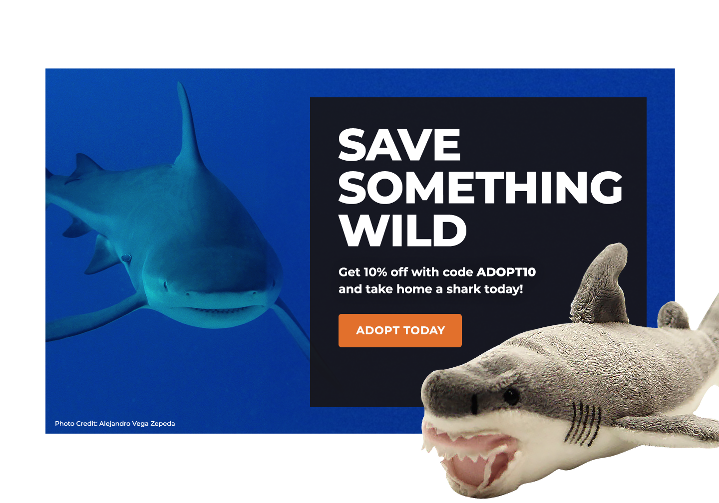 Adopt a Shark