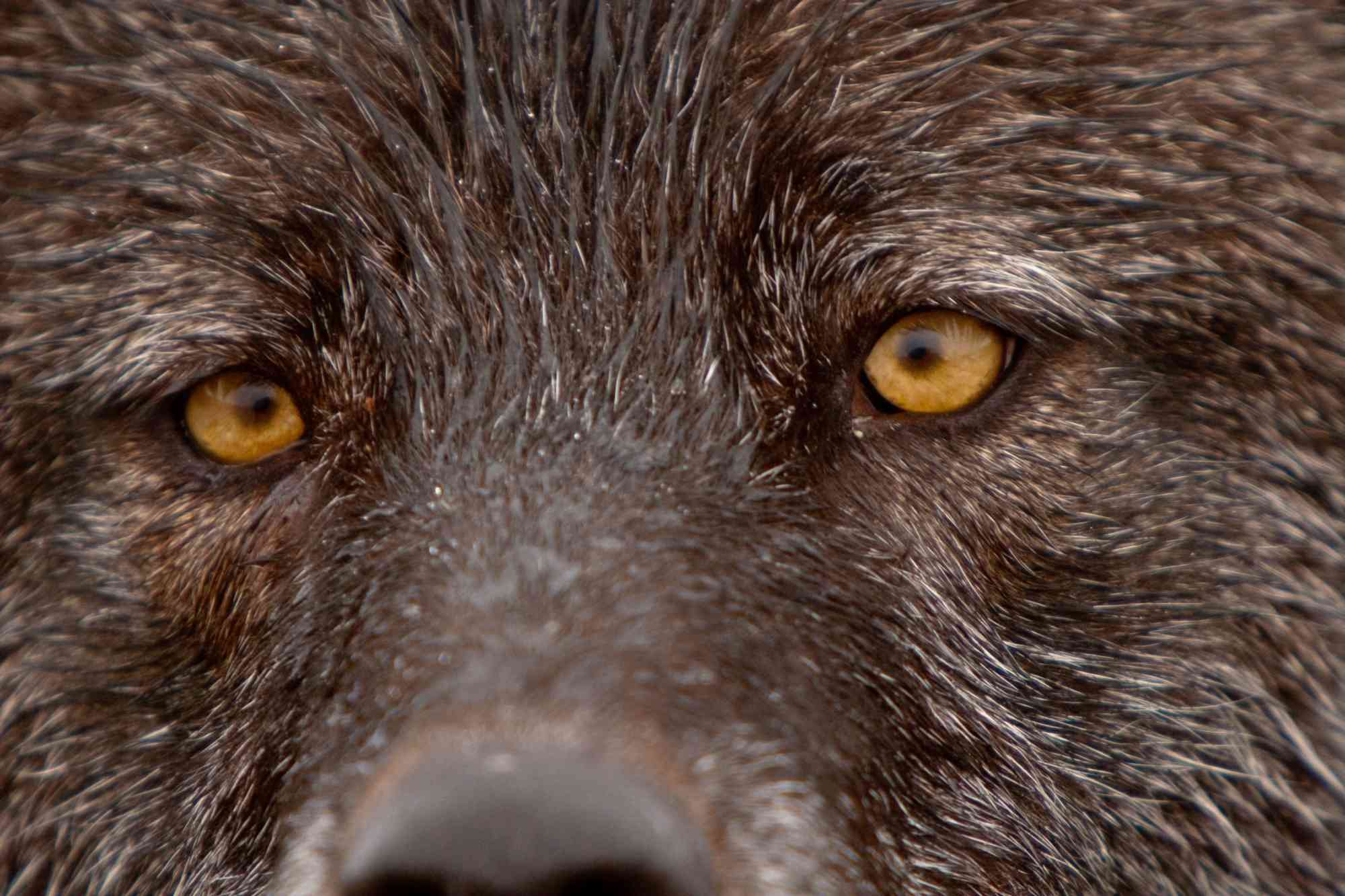 Gray wolf eyes Denali AK 
