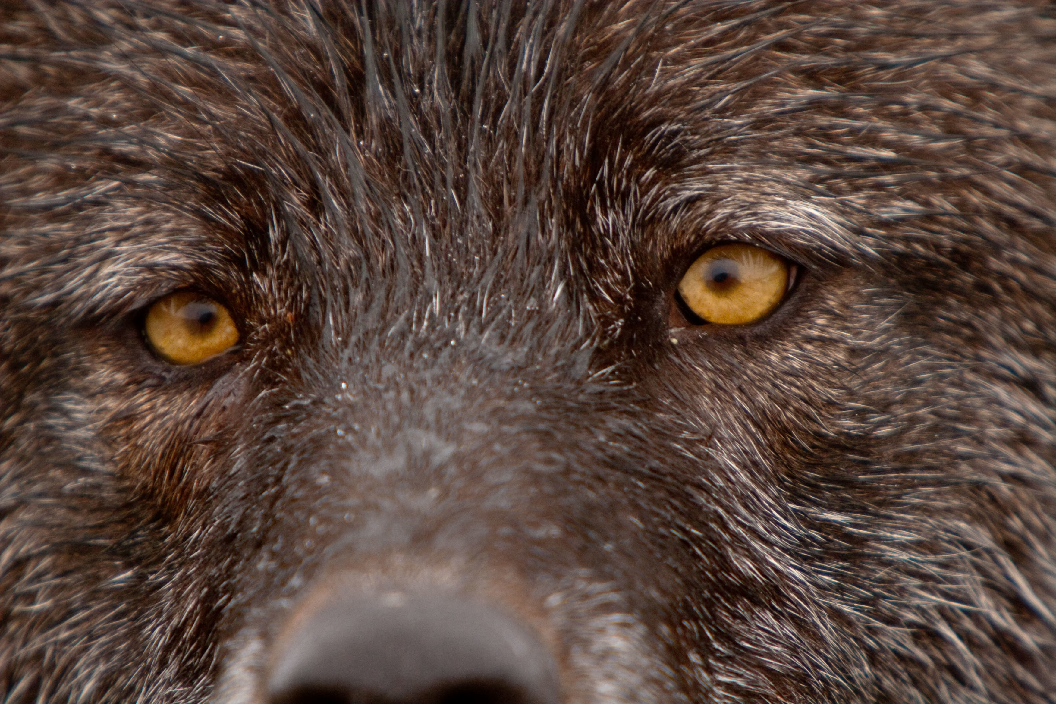 Gray wolf eyes Denali AK