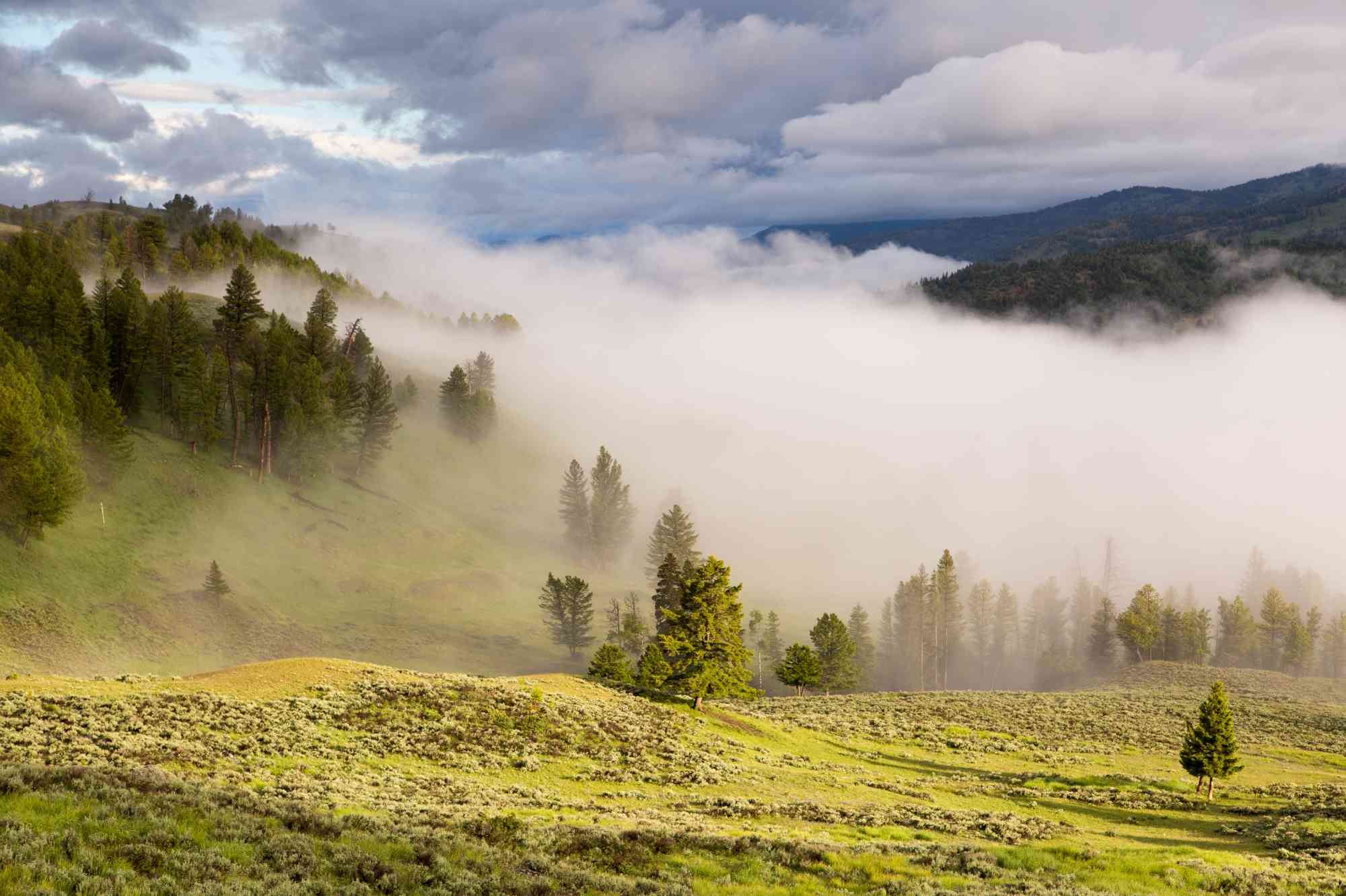 Morning fog in the Yellowstone River Valley