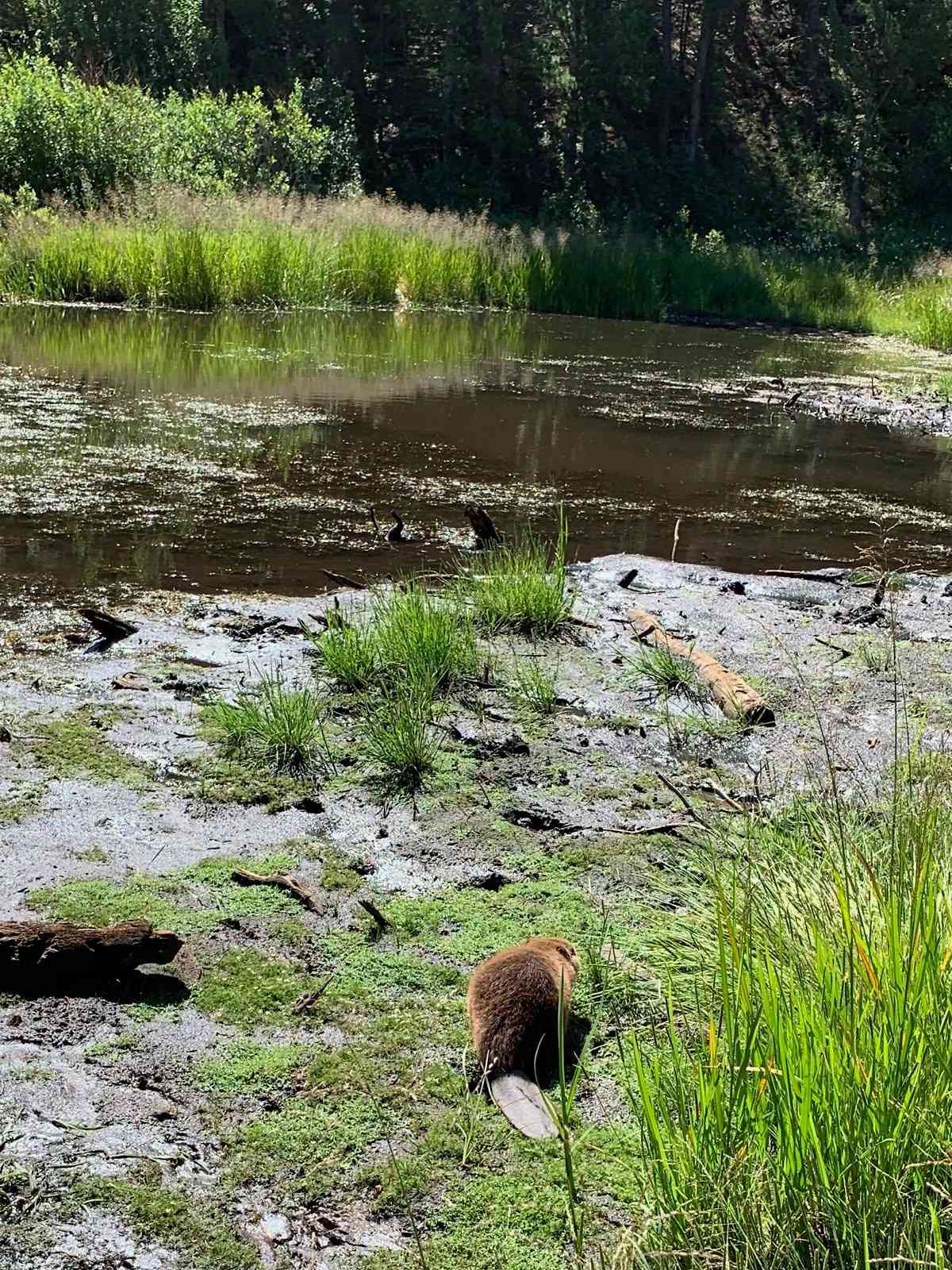 Beaver in riparian area 