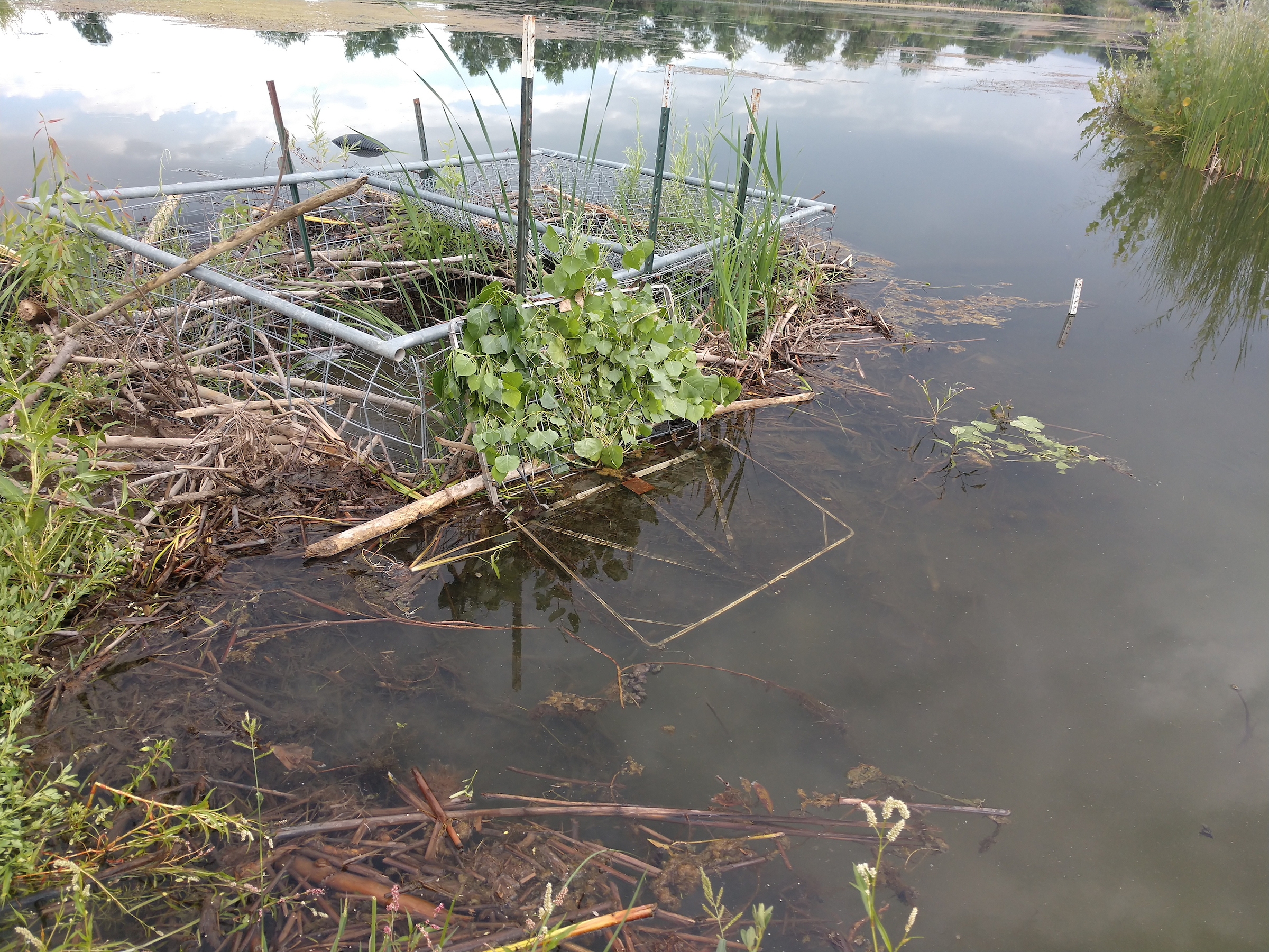 Beaver trap next to dam