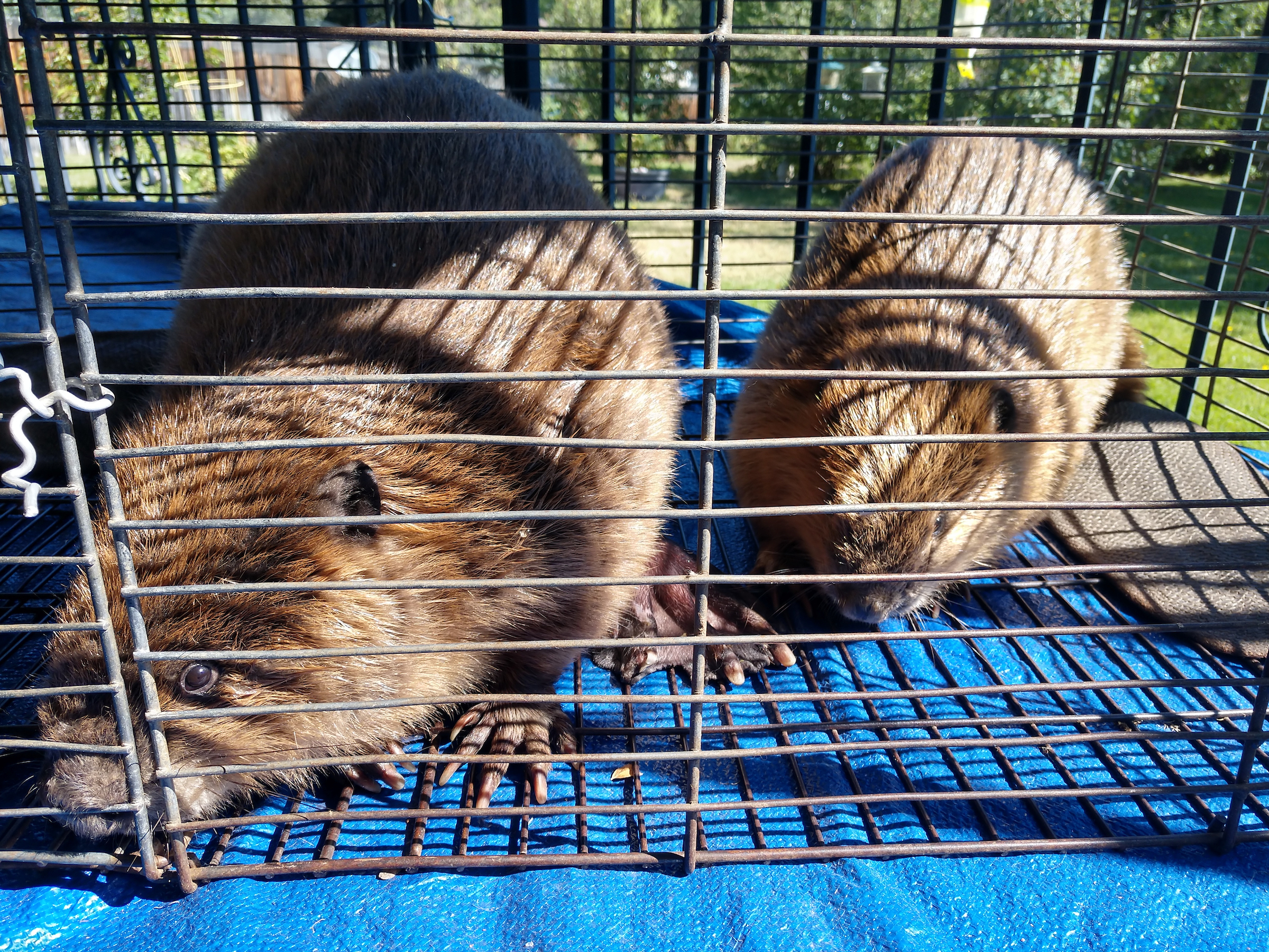 Trapped beavers