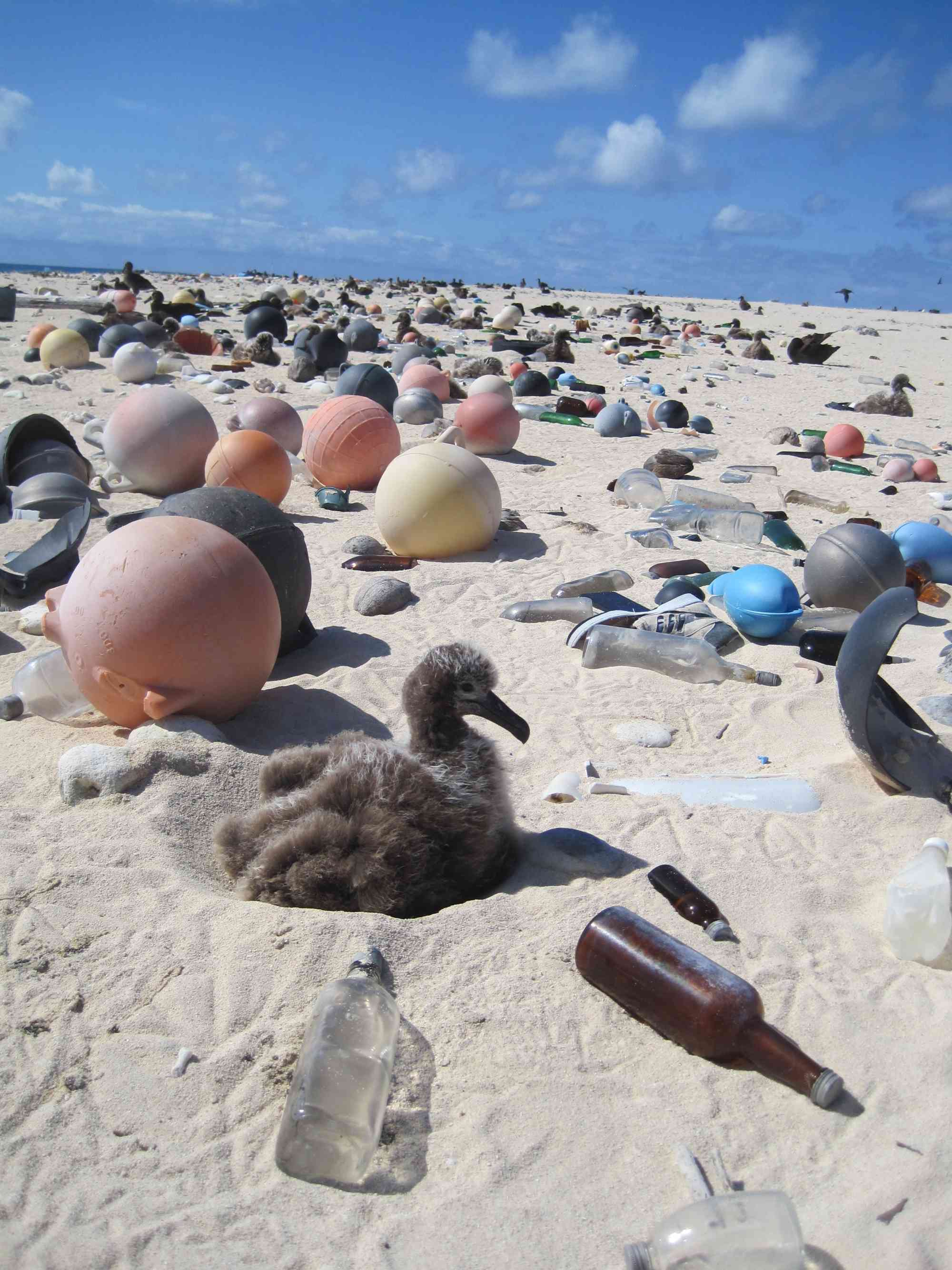 Albatross chick surrounded by trash Papahanaumokuakea 