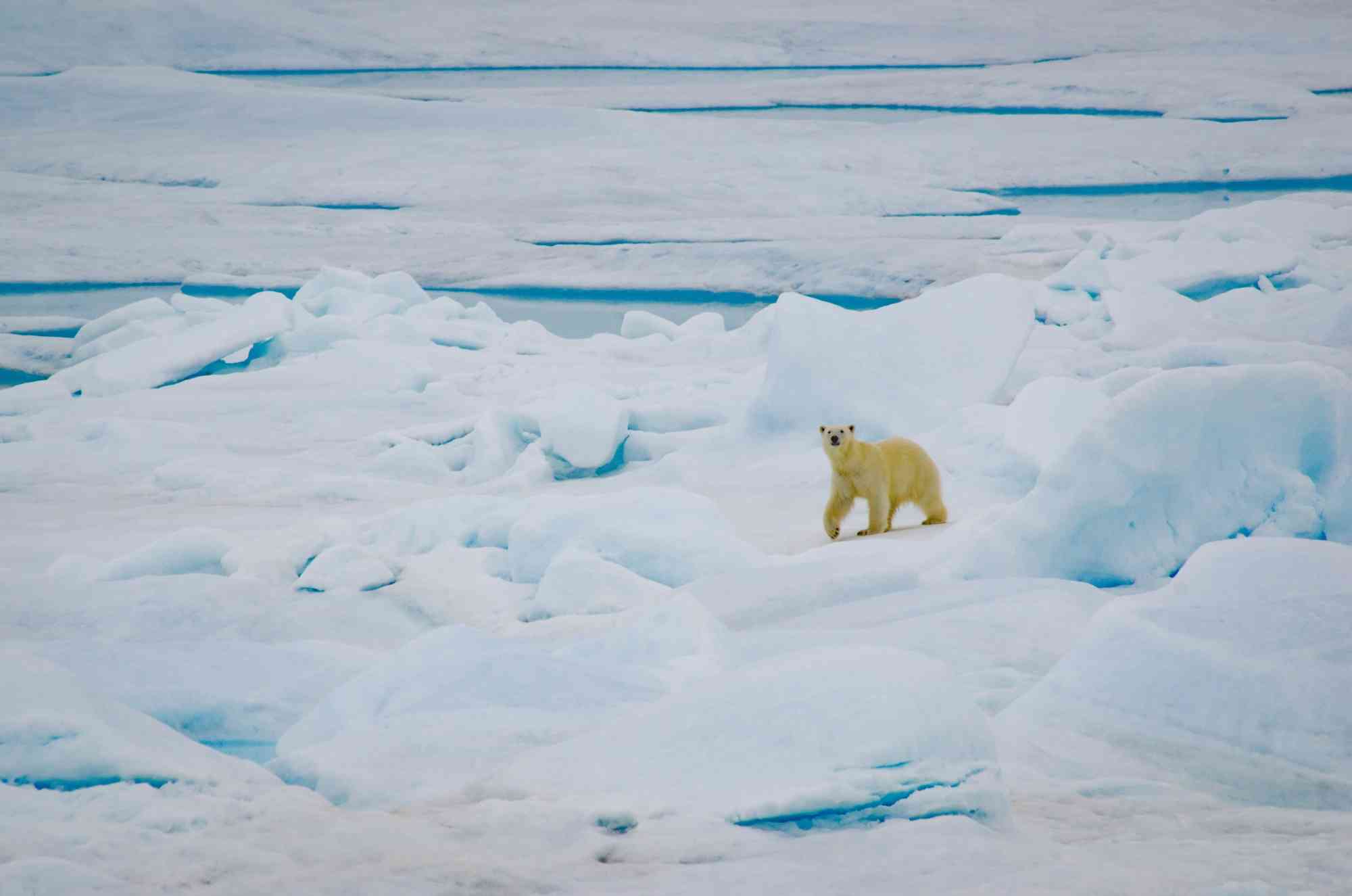 Polar bear Alaska, Chukchi Sea area