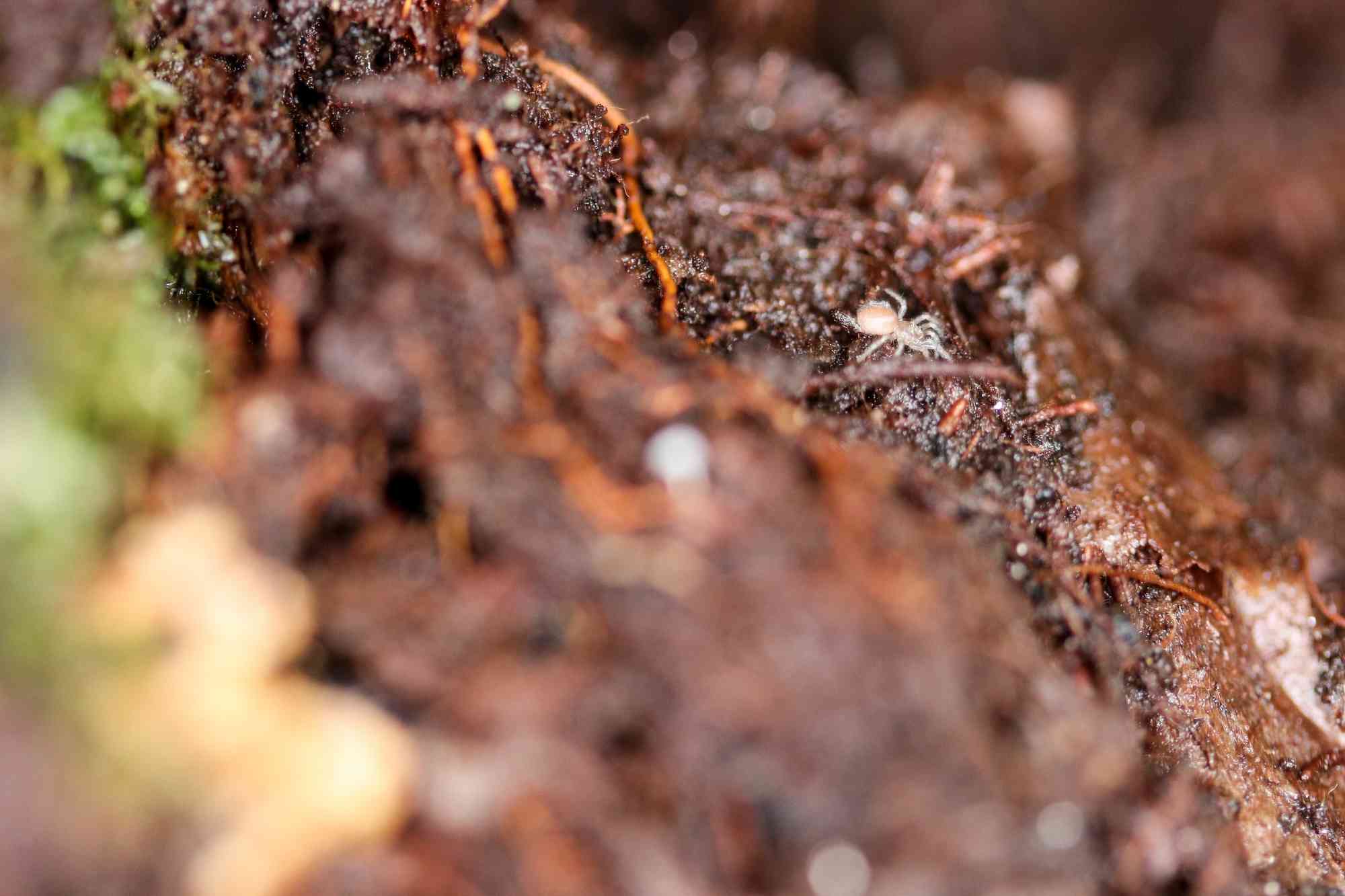 Spruce-fir moss spider 
