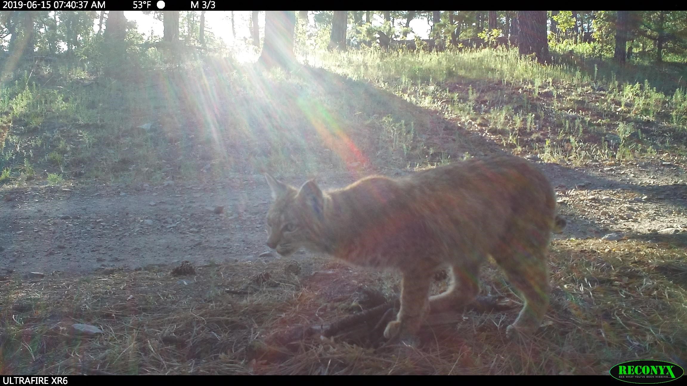 Bobcat on camera