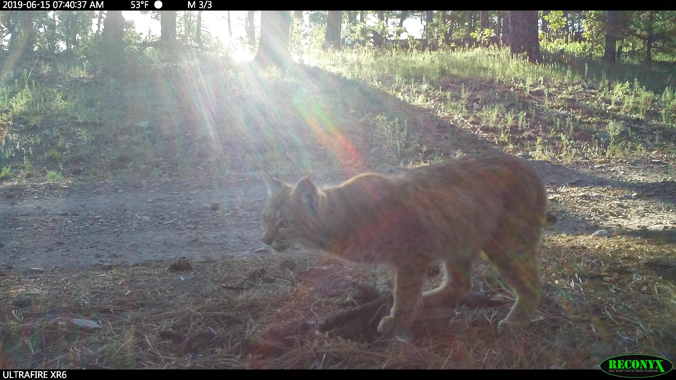 Bobcat on camera 