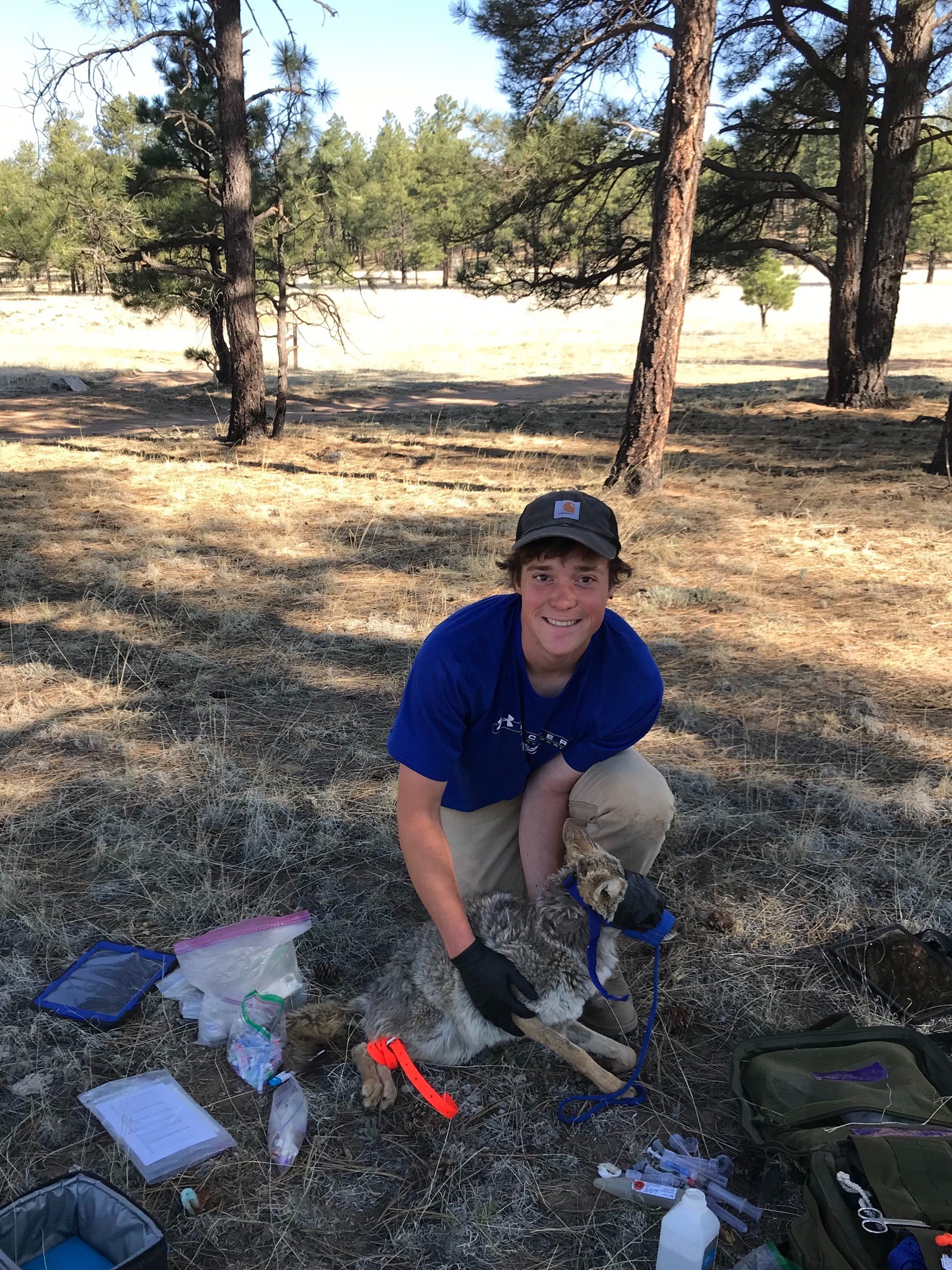 Capturing a coyote