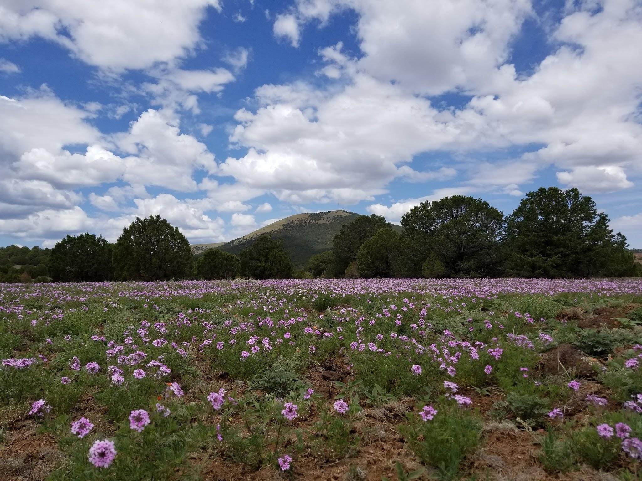 Field of wildflowers