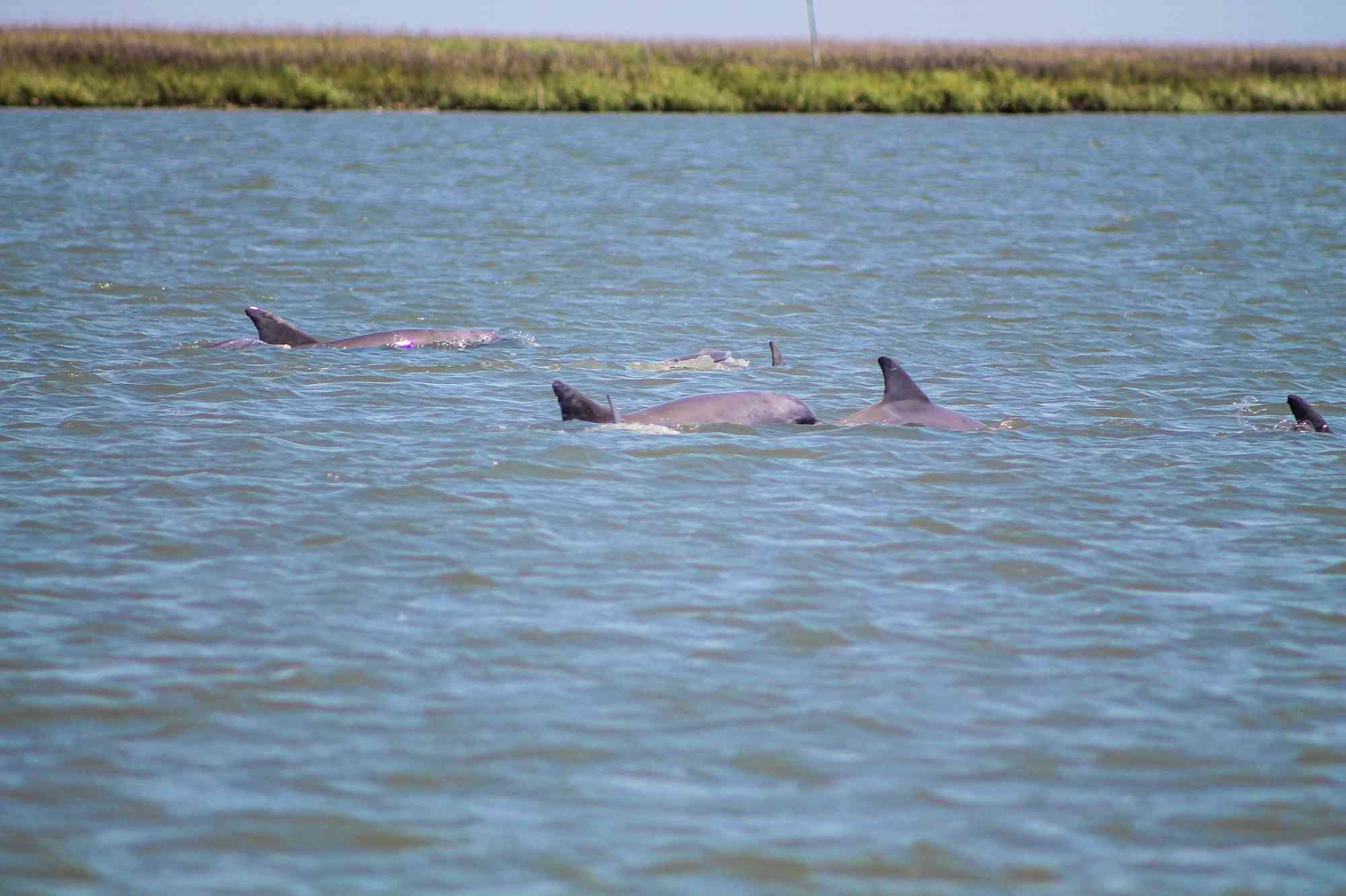 Dolphins at Cape Romain