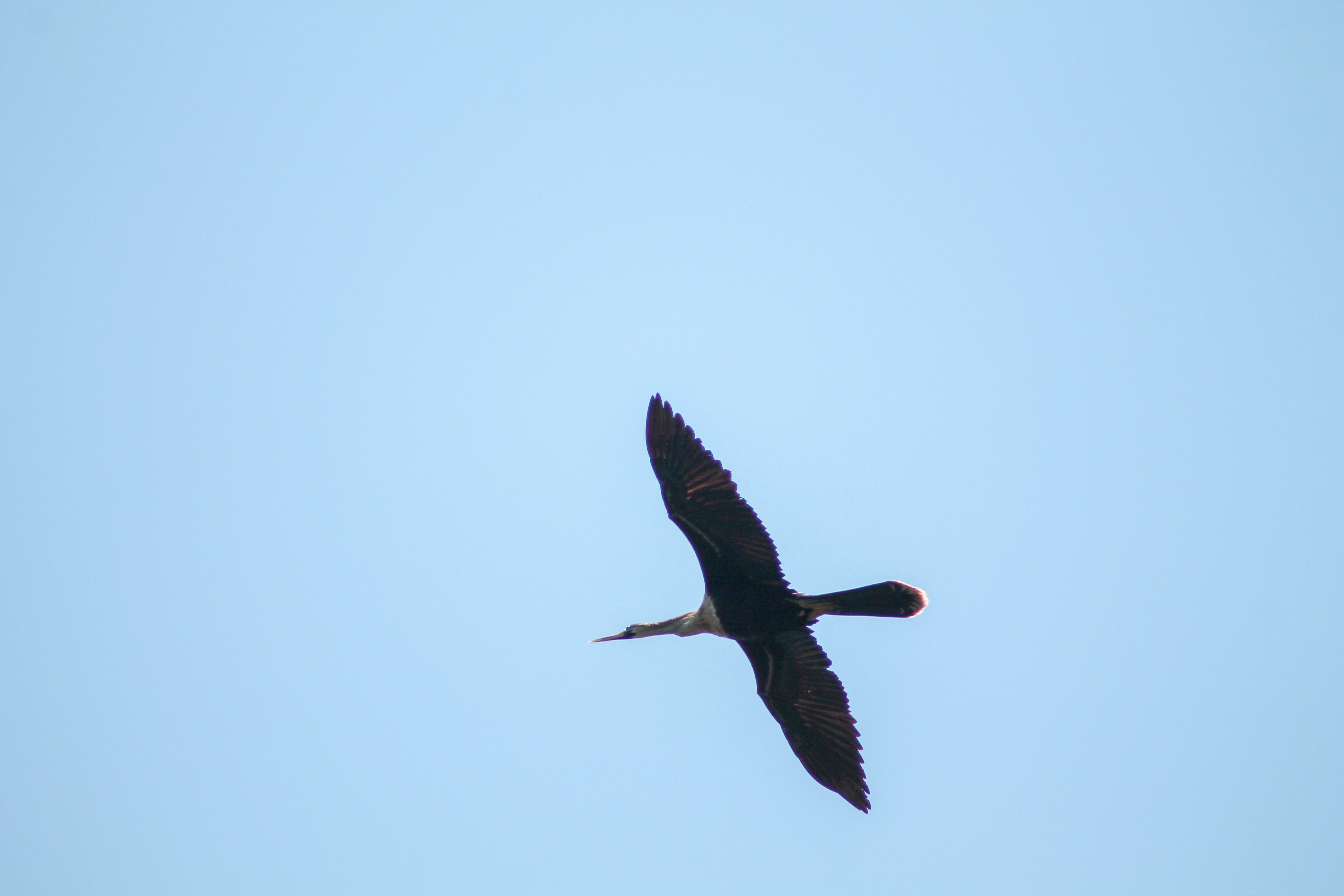 Cape Romain NWR