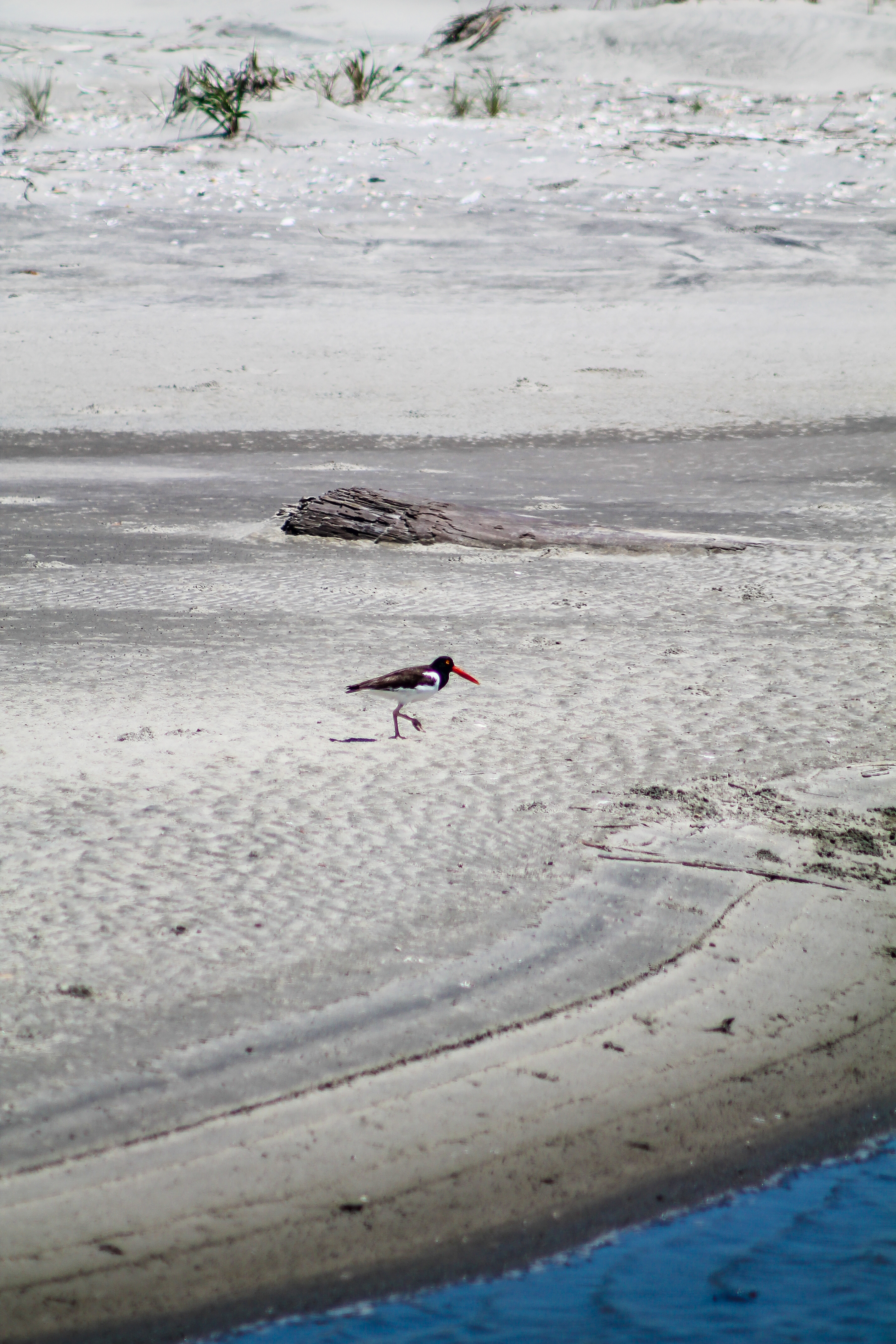 Oystercatcher Cape Romain NWR