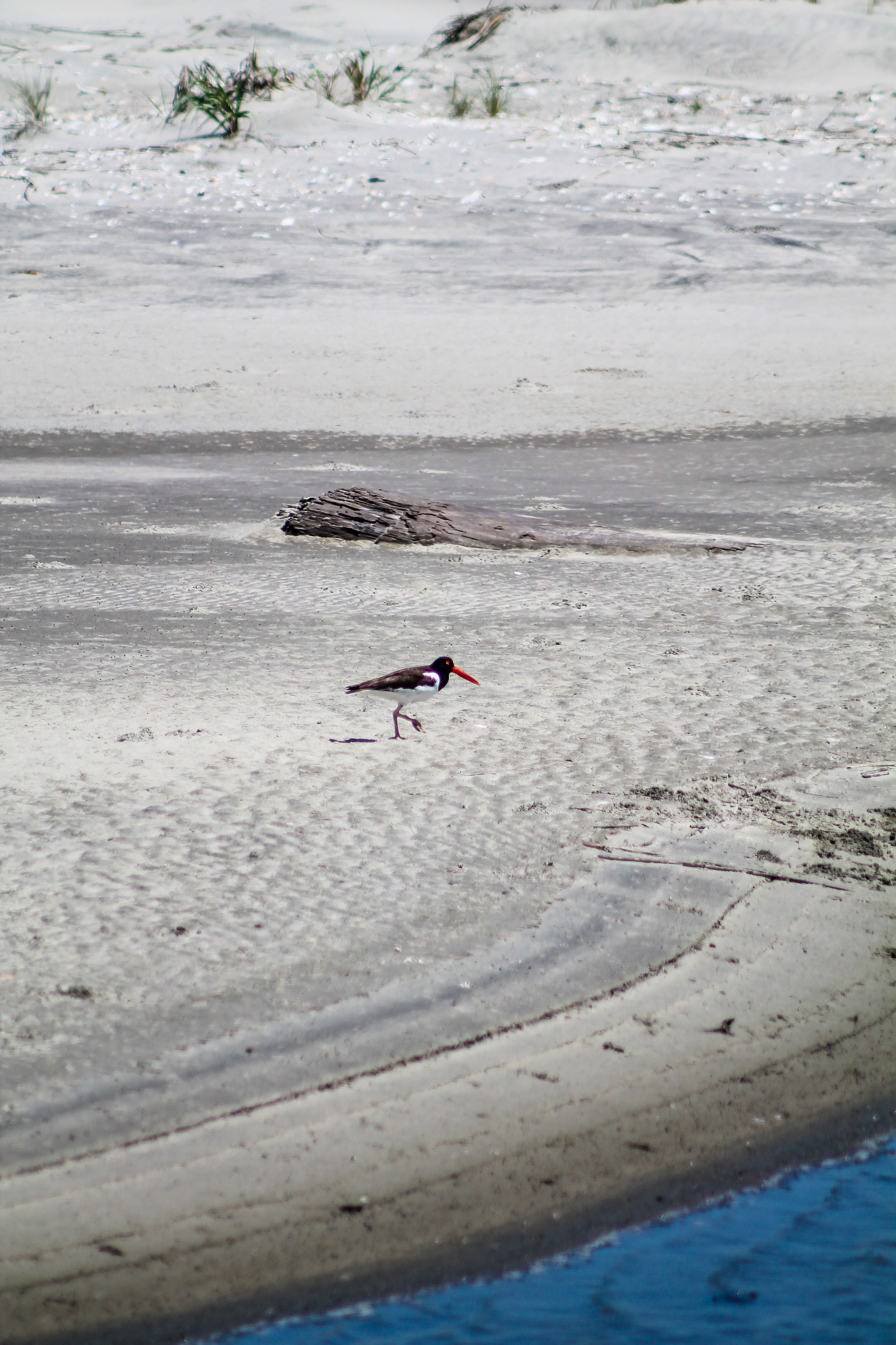 Oystercatcher Cape Romain NWR